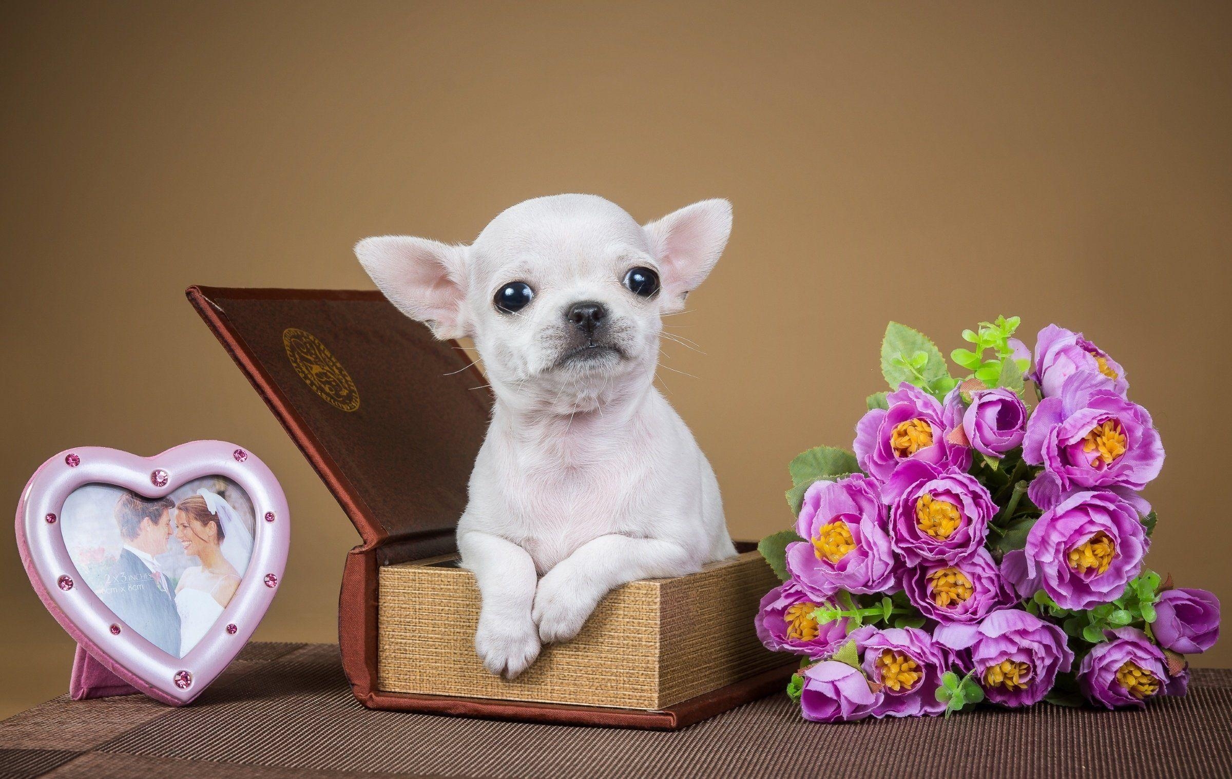 Chihuahua, Welpe, Hund, Blumen, Schmuckkästchen, 2400x1520 HD Desktop