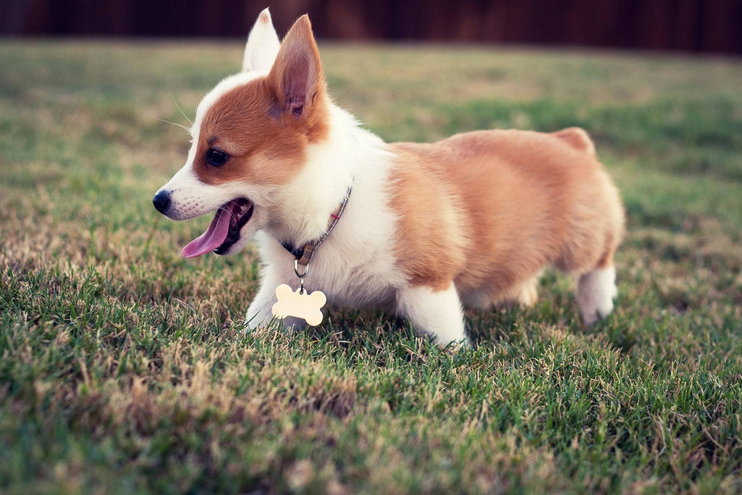 Corgi Welpen, Hunde, Niedlich, Haustiere, Bilder, 2490x1660 HD Desktop