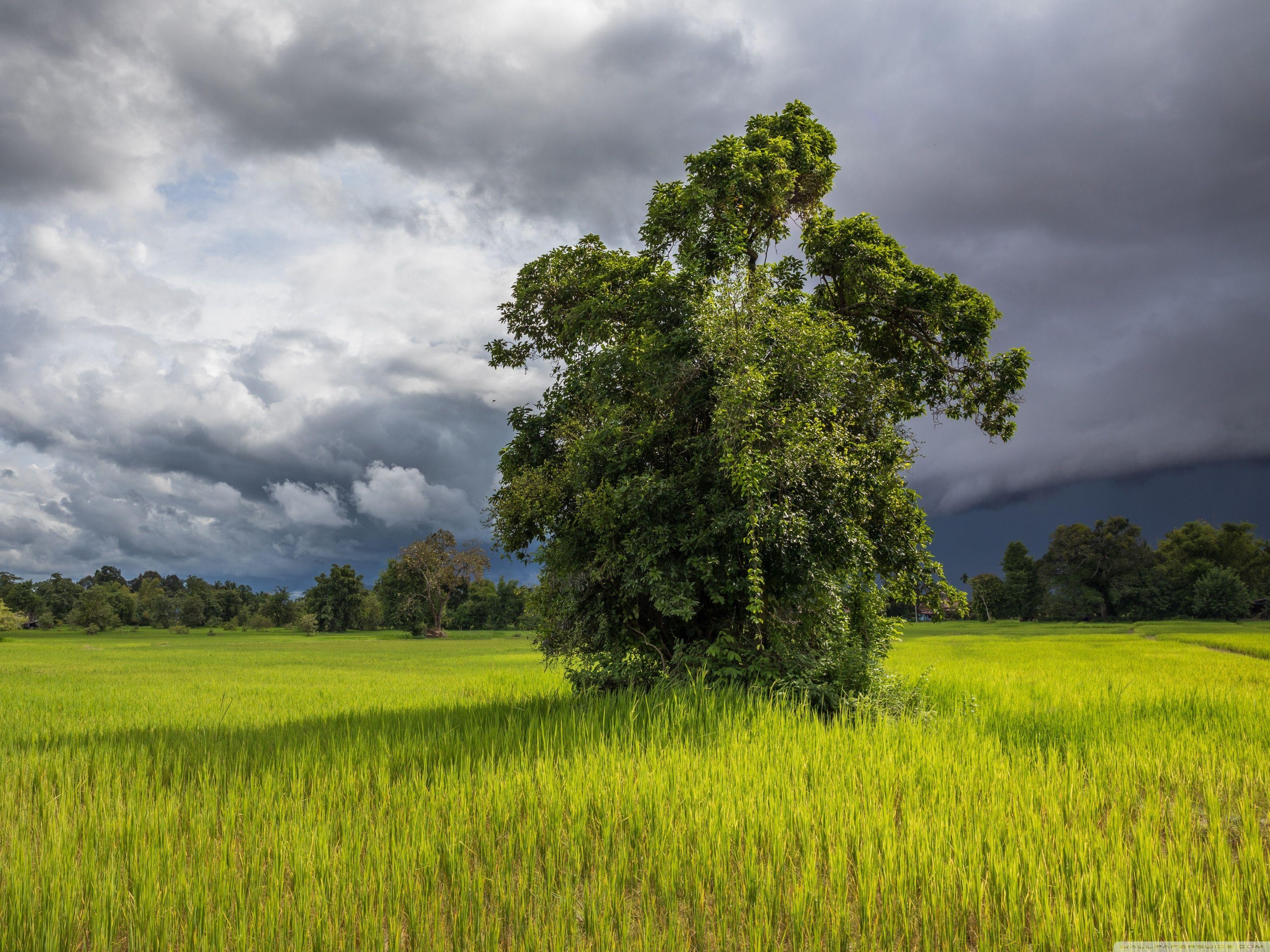 Don Det, Laos, Reisfelder, Asien, 4K, 3200x2400 HD Desktop