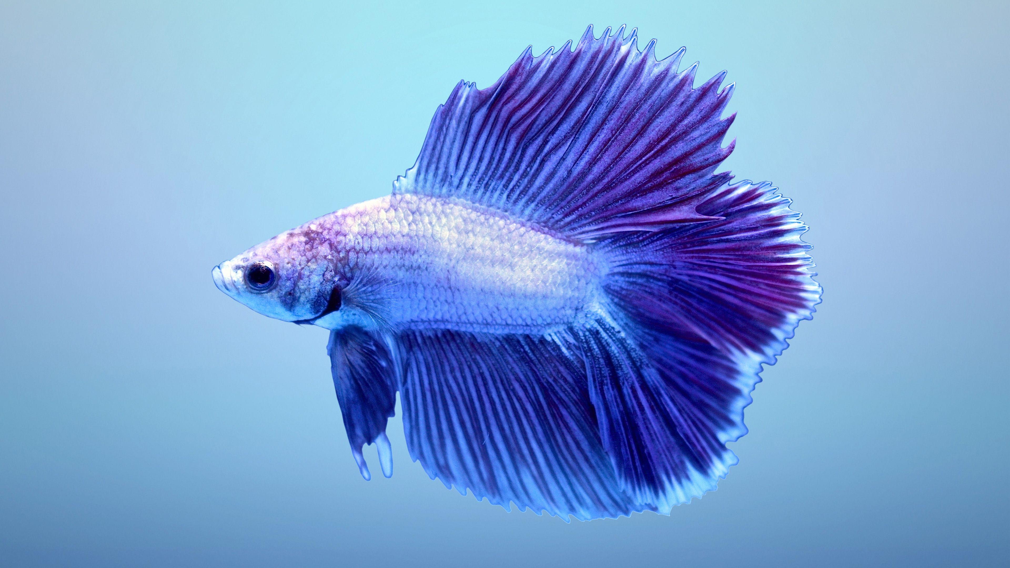 Betta Fisch, HD, Aquaristik, Farben, Exotisch, 3840x2160 4K Desktop