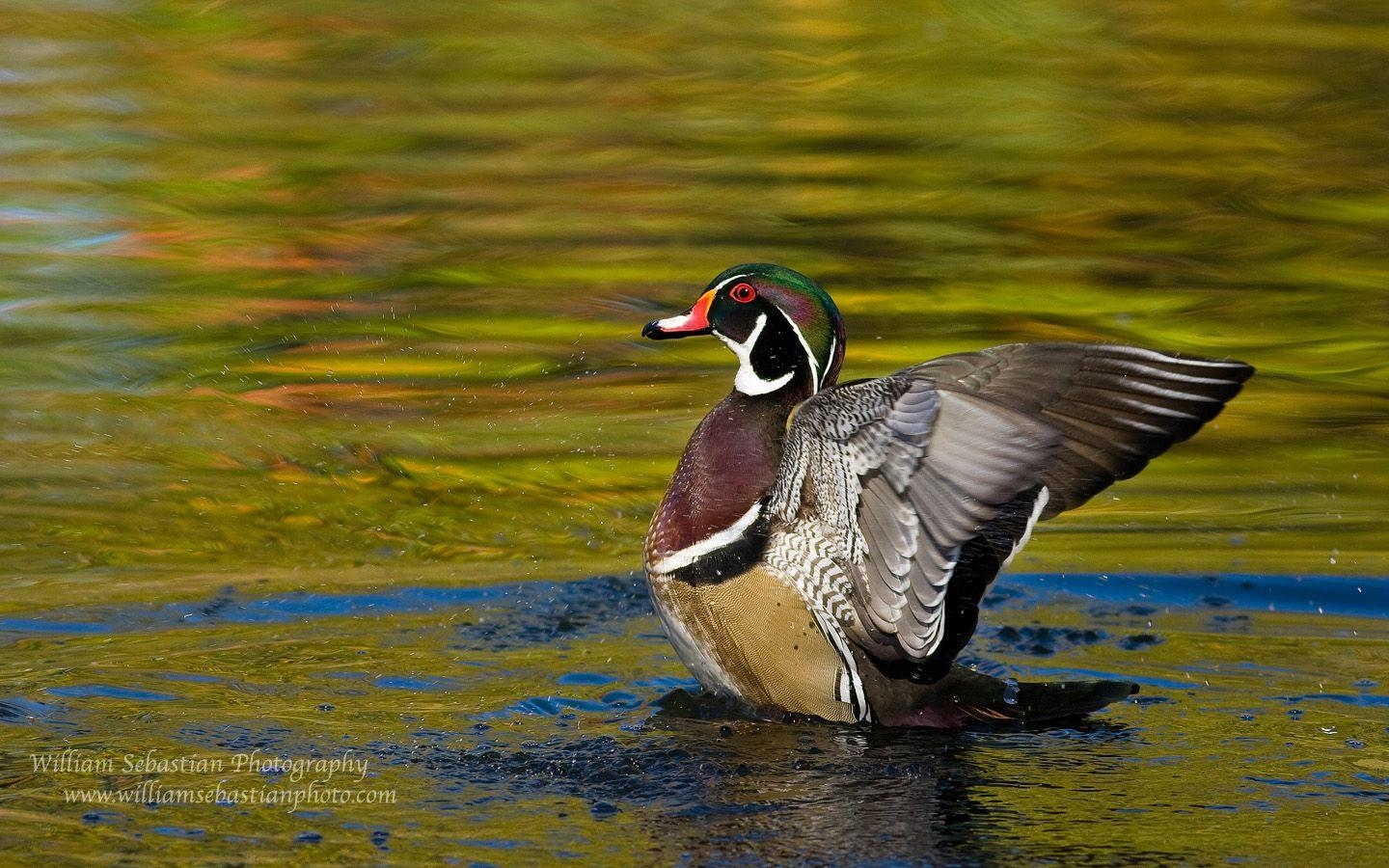 Enten, PC Hintergrund, Ultra HD, Tierwelt, Bilder, 1440x900 HD Desktop