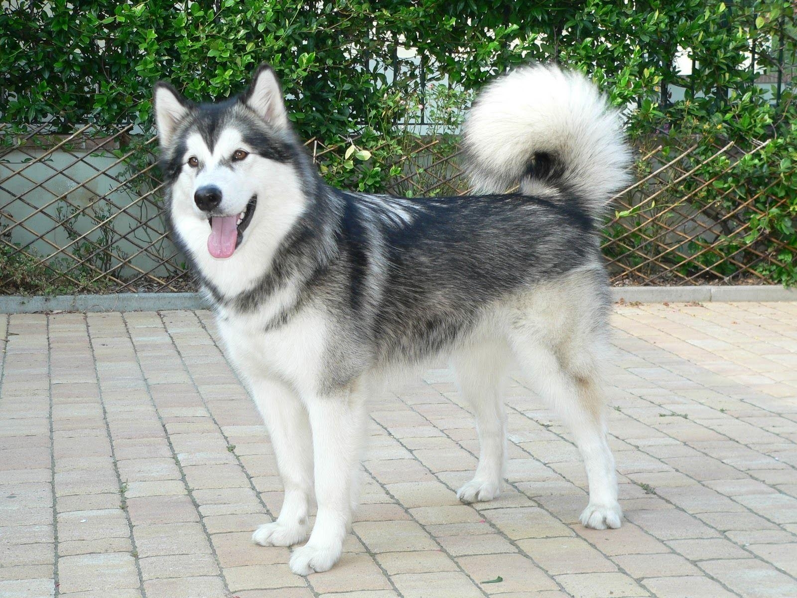 Alaskan Malamute, 1200px, HD, Hunde, Tiere, 1600x1200 HD Desktop