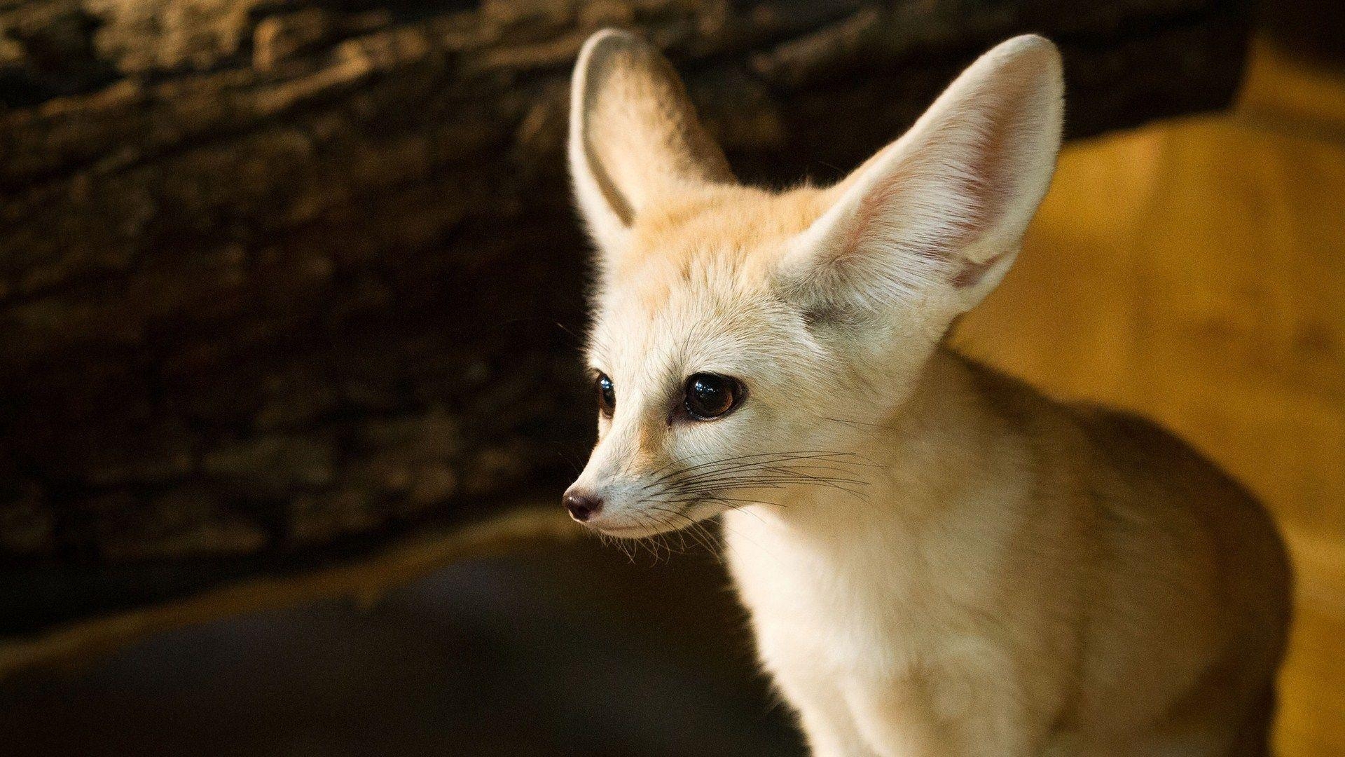 Fennek Fuchs, HD, 41792, Wüsten, Tiere, 1920x1080 Full HD Desktop