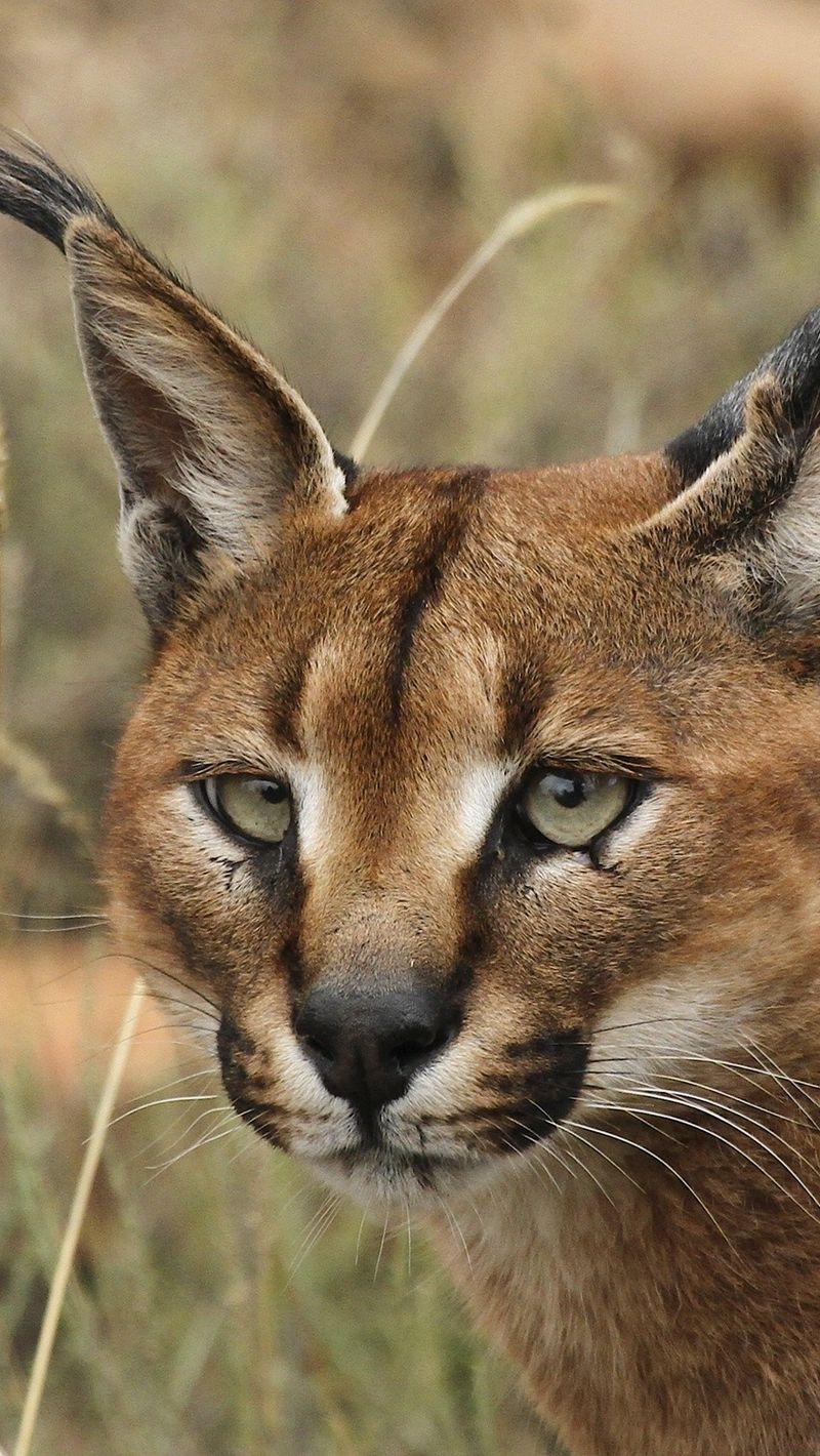 Karakal, Augen, Gesicht, Wildkatze, iPhone, 800x1420 HD Handy