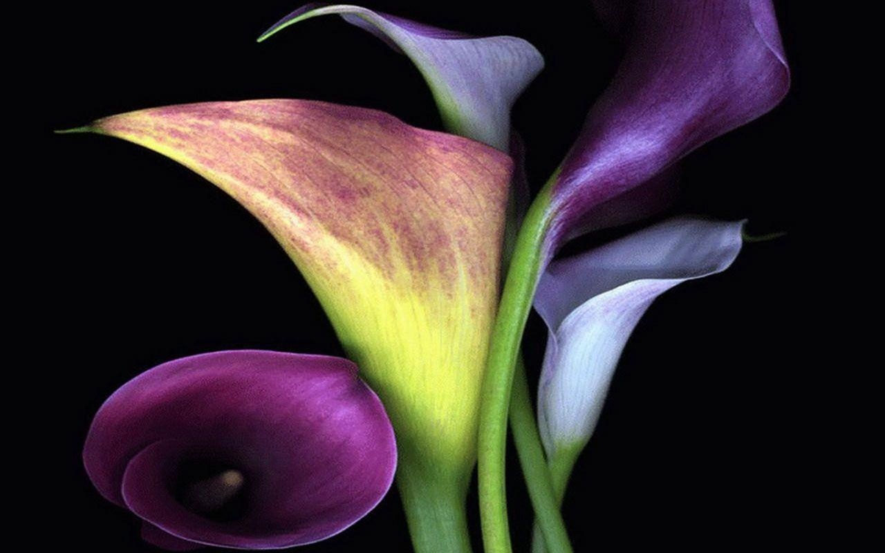 Calla-Lilie, Tapeten, Kostenlos, Rein, Sincerität, 1280x800 HD Desktop