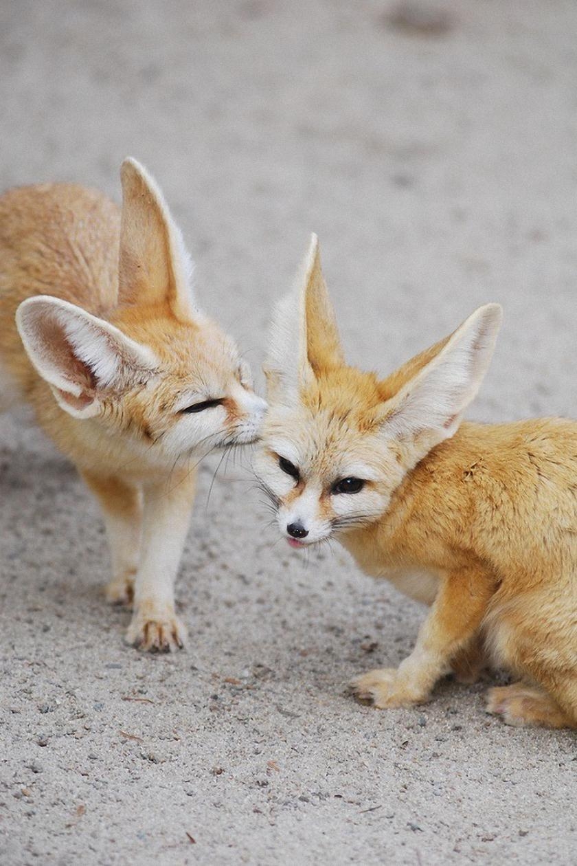 Fenneks, Zwei, niedlich, Tiere, iPhone, 840x1260 HD Handy