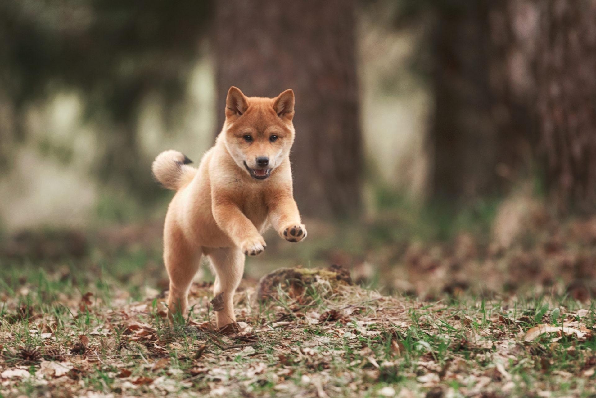 Shiba Inu, HD Hund, Wallpaper, Haustiere, Niedlich, 1920x1290 HD Desktop