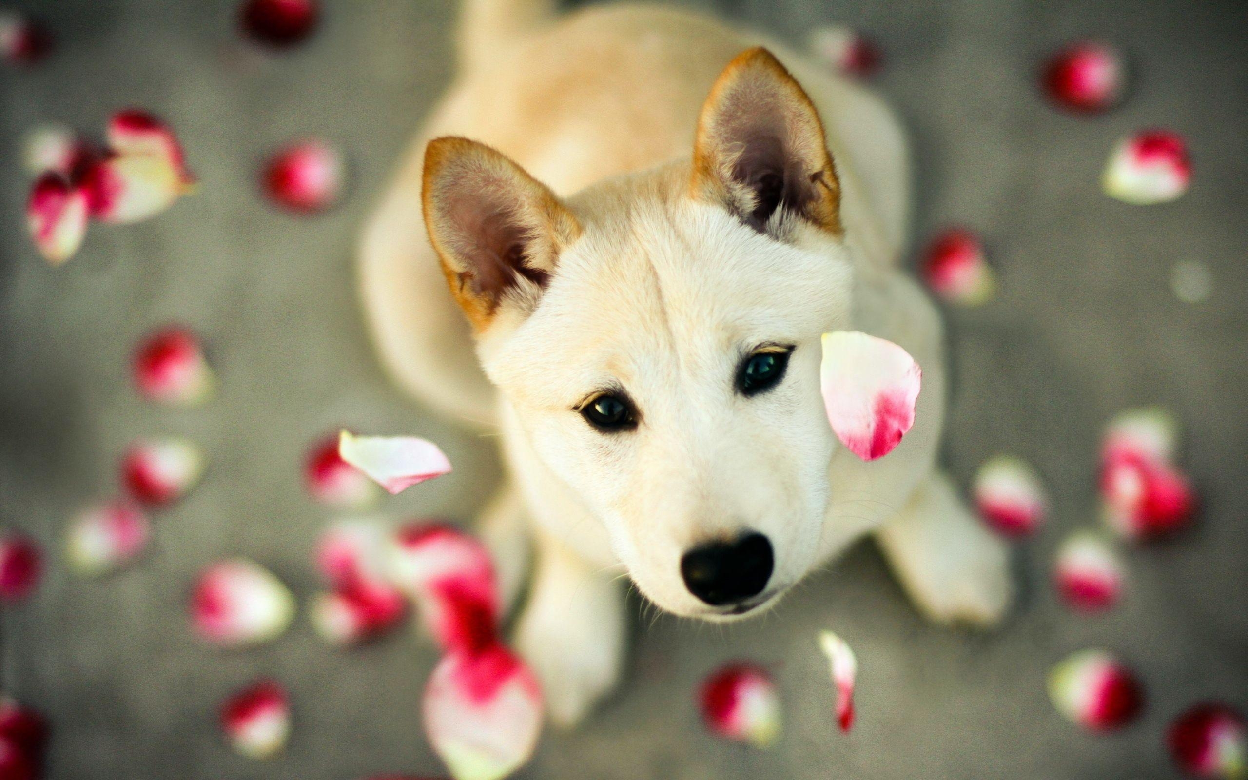 Shiba Inu, HD, Hintergrundbild, Hund, Tier, 2560x1600 HD Desktop