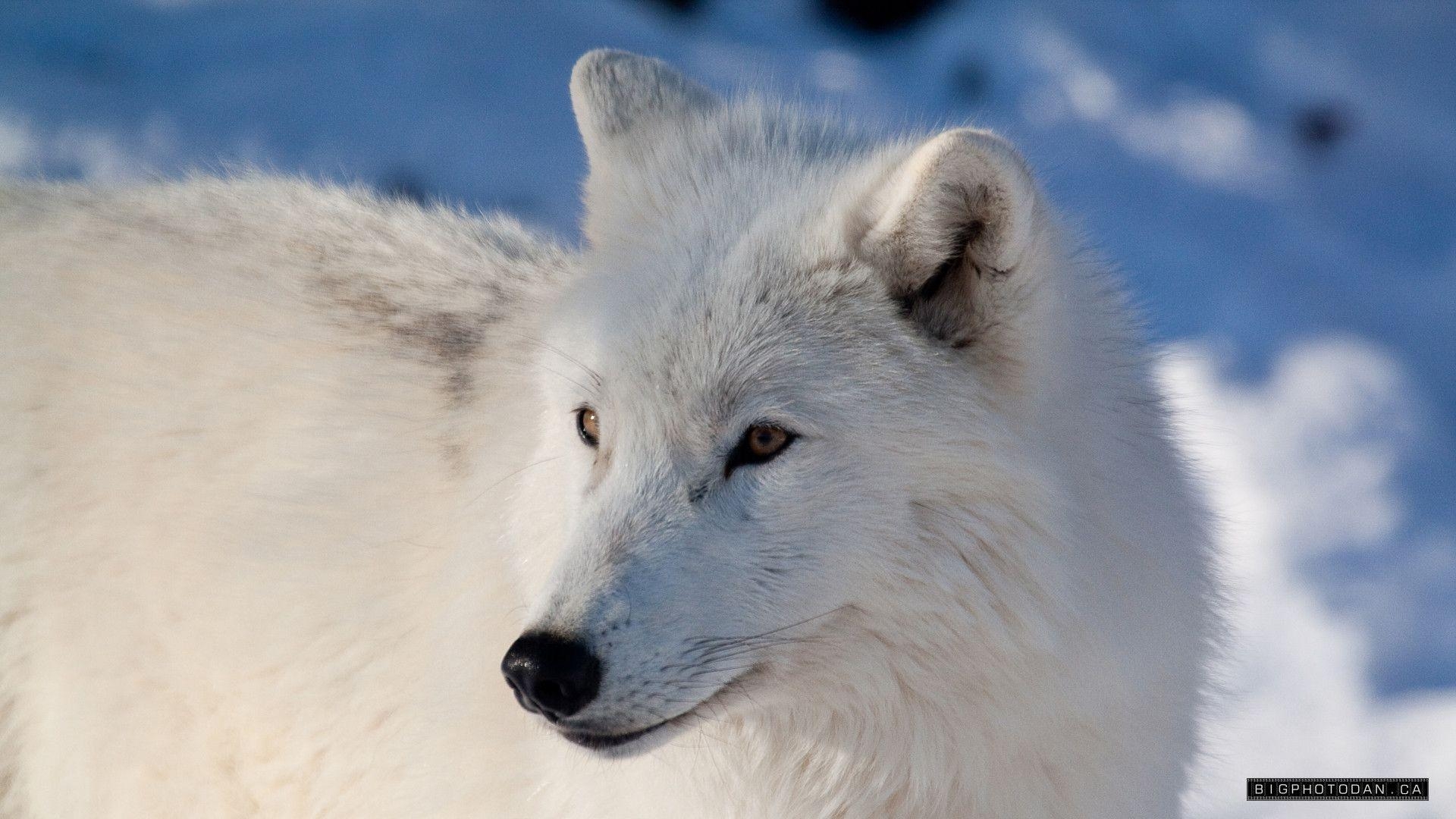 Arktischer Wolf, Schnee, Canis lupus, Natur, Wildnis, 1920x1080 Full HD Desktop