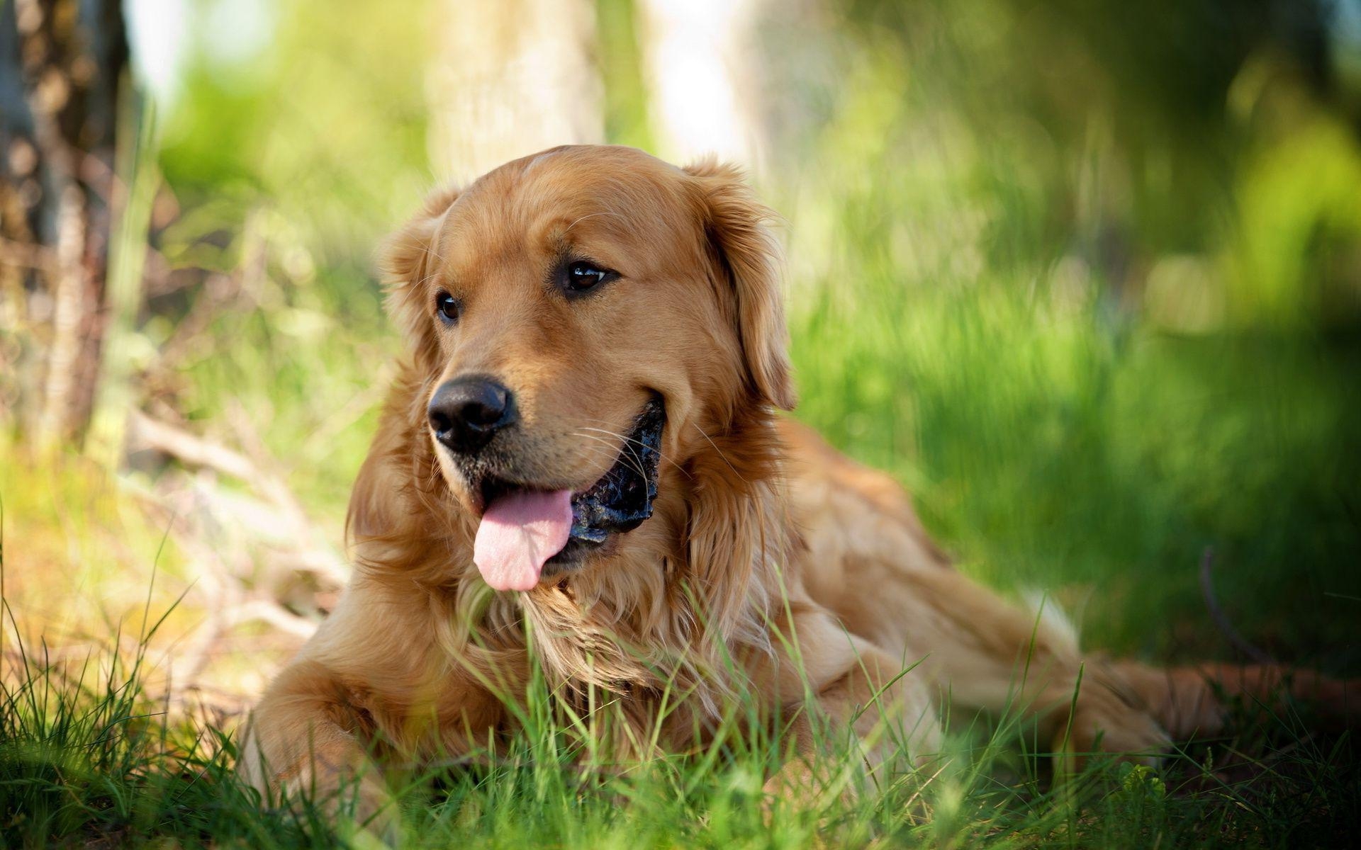 Golden Retriever, HD, Hund, Fotohintergrund, Besitzer, 1920x1200 HD Desktop