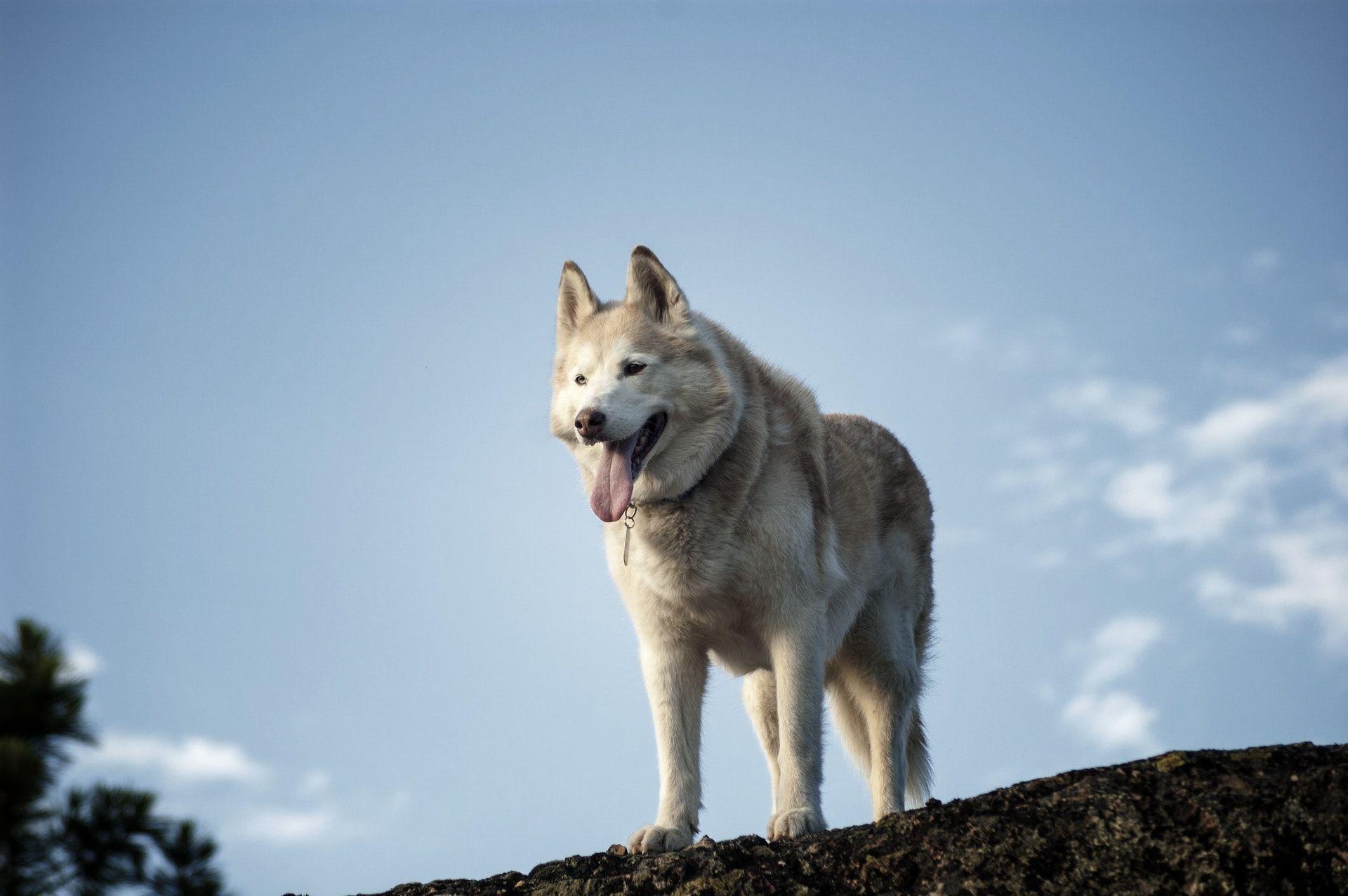 Sibirischer Husky, HD Bilder, Tierportrait, Hund, 1920x1280 HD Desktop