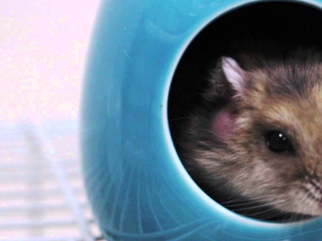 Hamster Hintergrund, Tierinfo, Niedliches Nagetier, Tierportrait, Wallpaper, 1030x770 HD Desktop