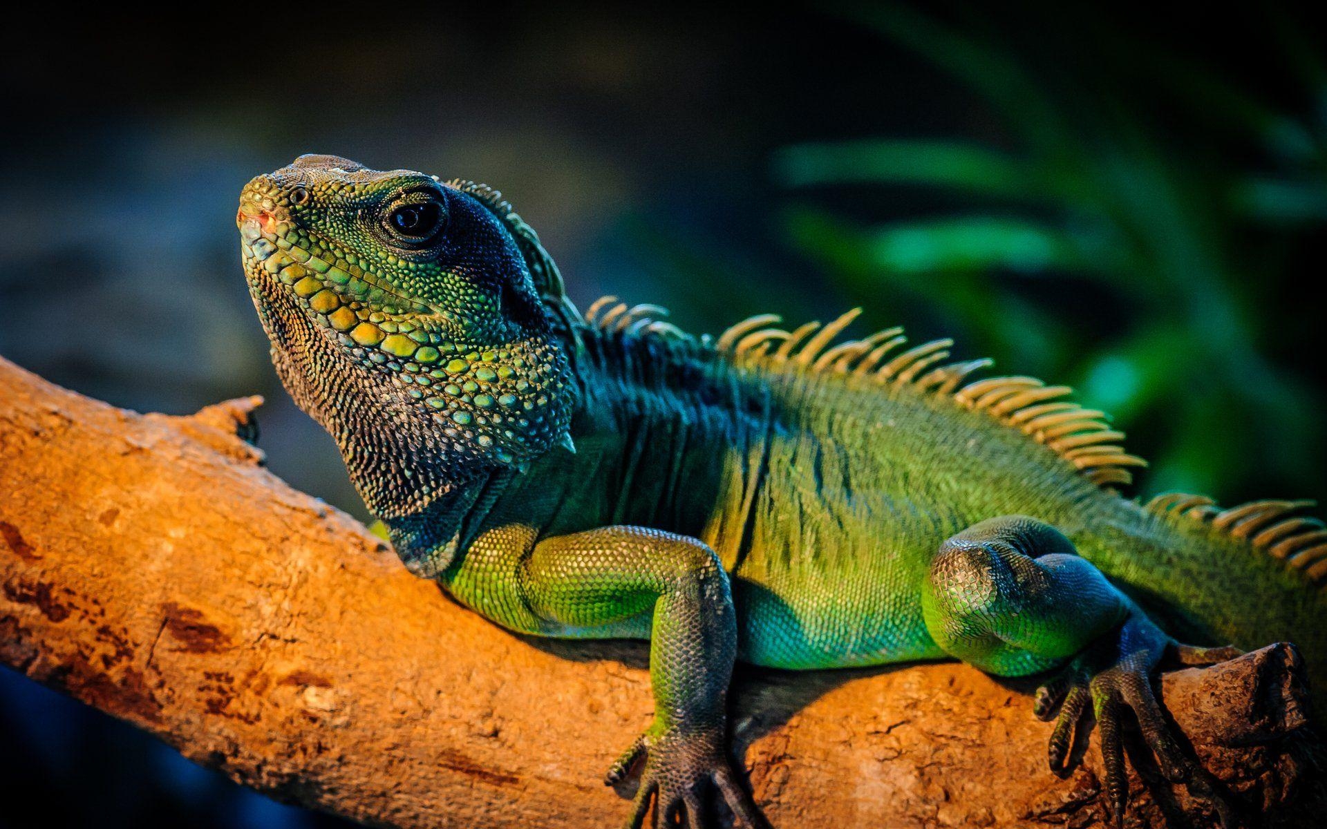 Leguan, Tiere, HD Hintergrundbild, Reptilien, Natur, 1920x1200 HD Desktop