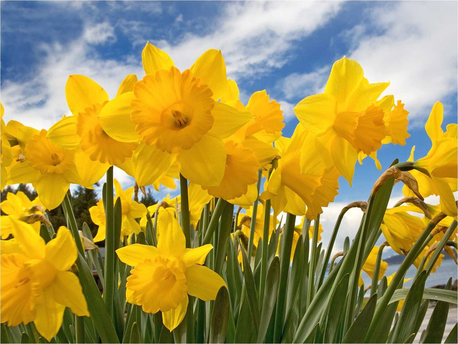 Narzisse, exzellentes Bild, HD, Frühling, Blumen, 1610x1210 HD Desktop