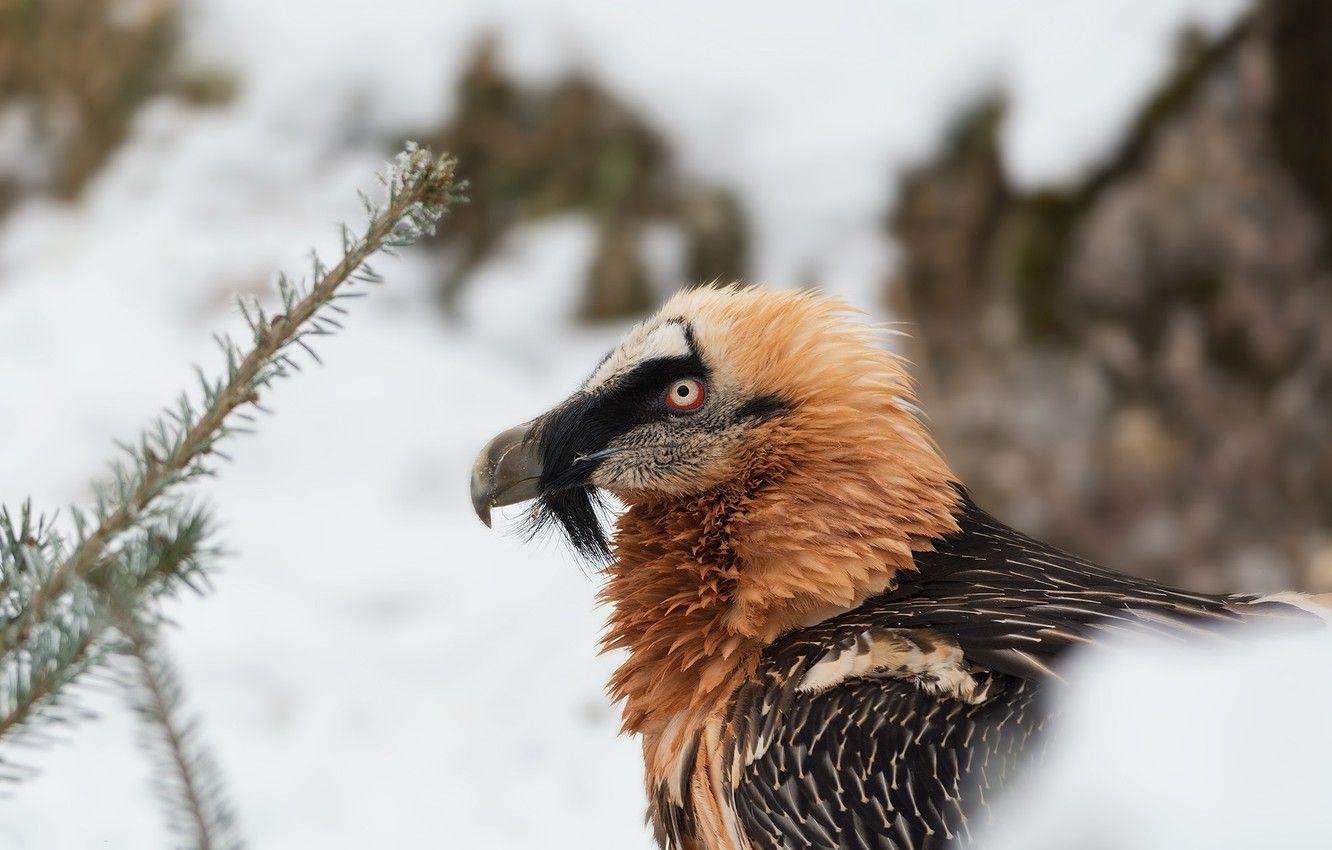 Geier, Winter, Schnee, Vogel, Bild, 1340x850 HD Desktop