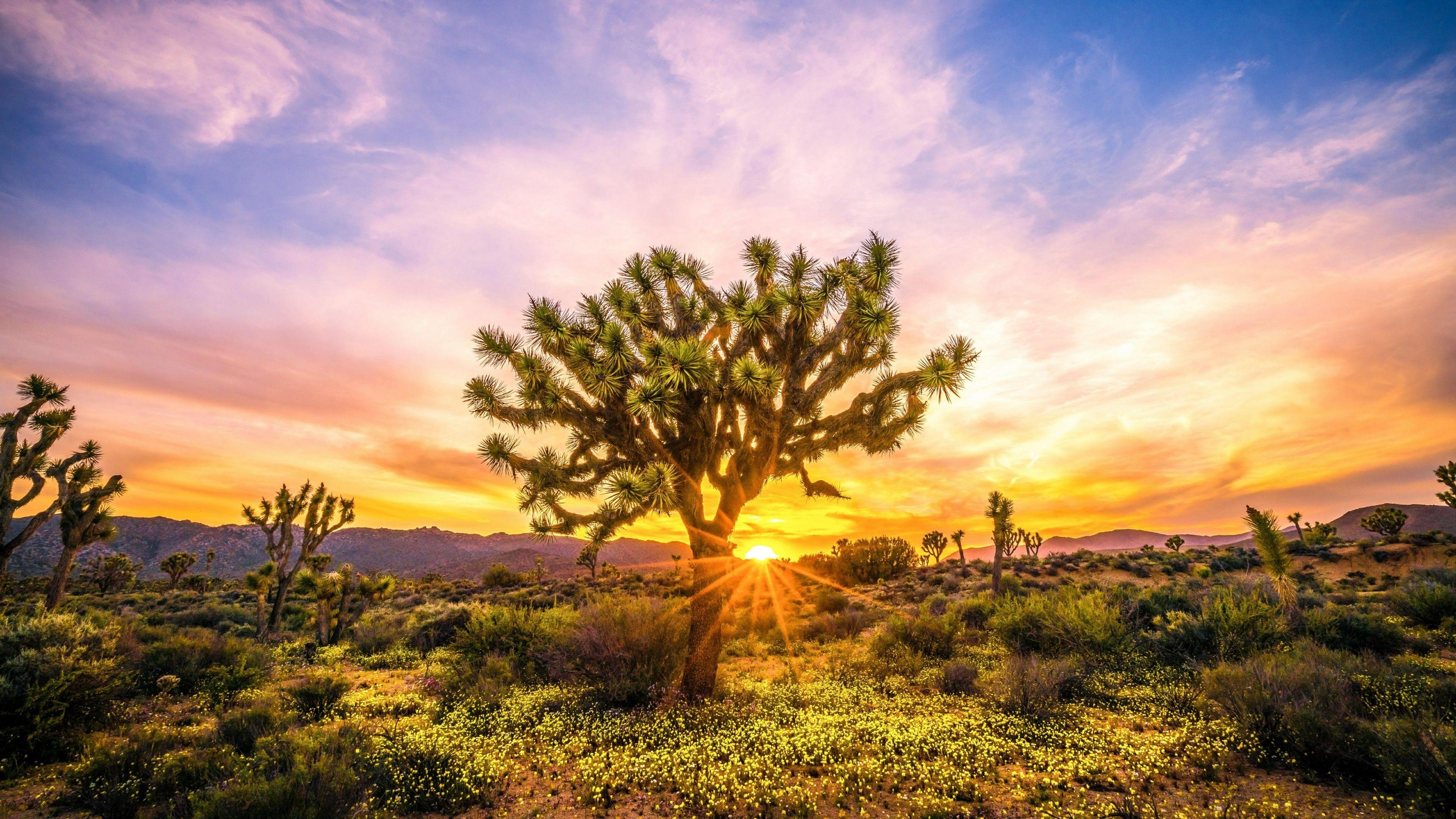 Joshua Tree, Natur, Nationalpark, Kalifornien, Hintergrundbild, 3840x2160 4K Desktop