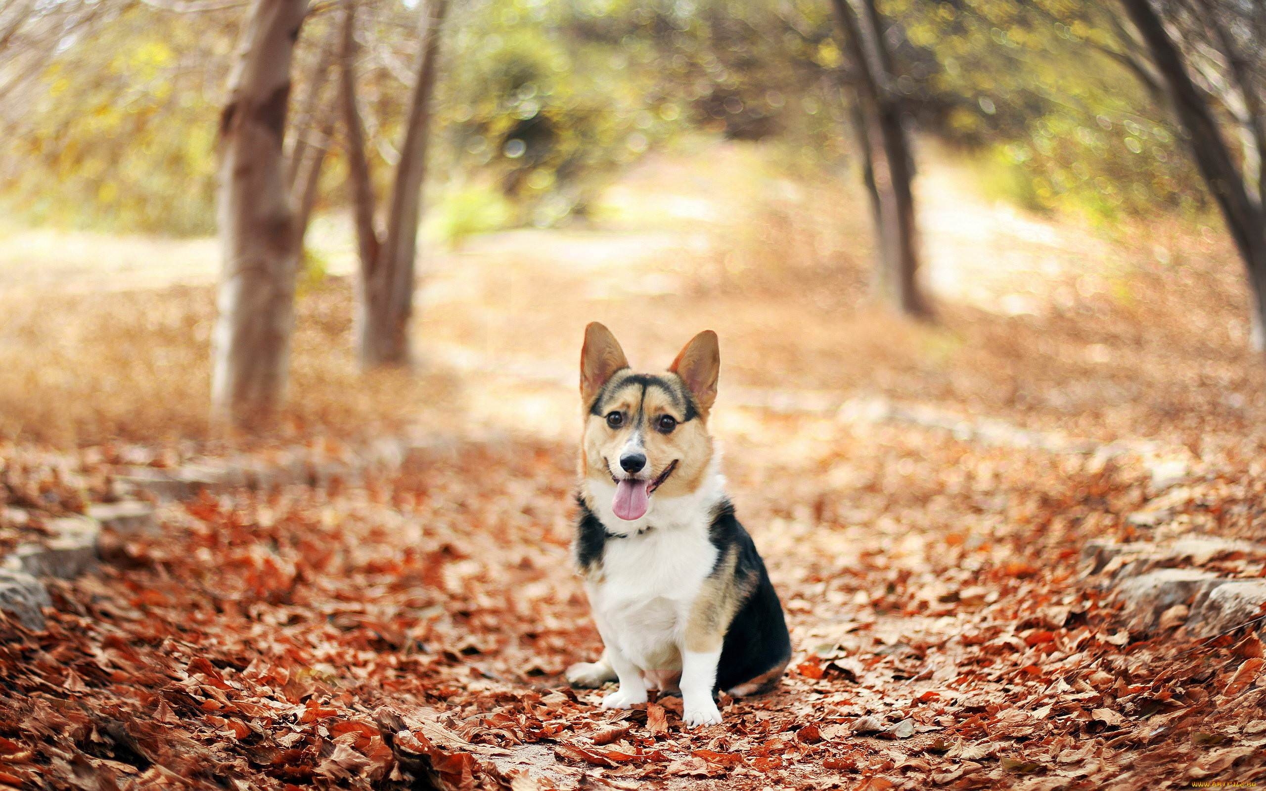 Corgi, Kuchen, Tag, Niedlich, Foto, 2560x1600 HD Desktop