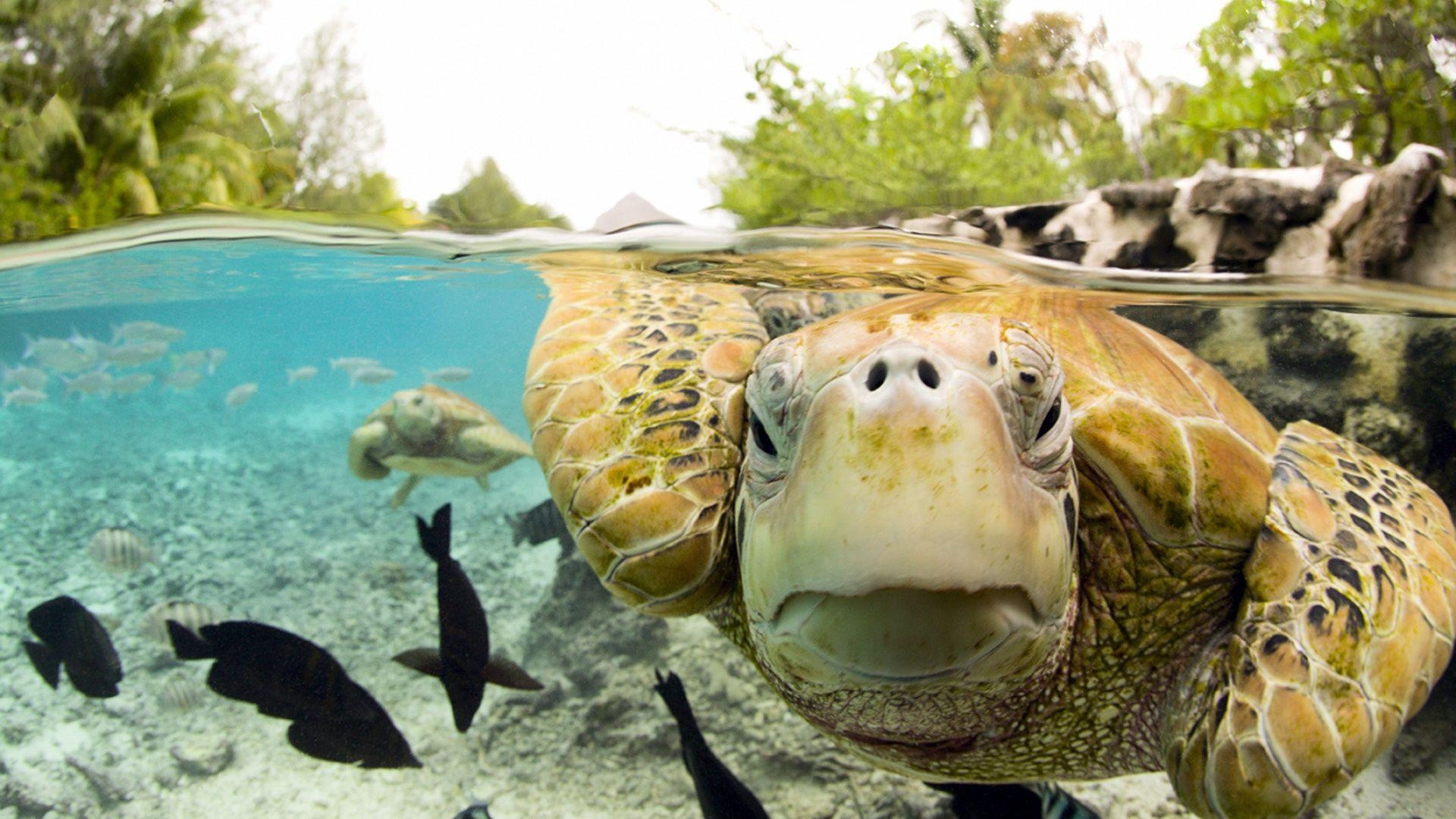 Schildkröte, Natur, Hintergrundbild, HD, Ozean, 1920x1080 Full HD Desktop