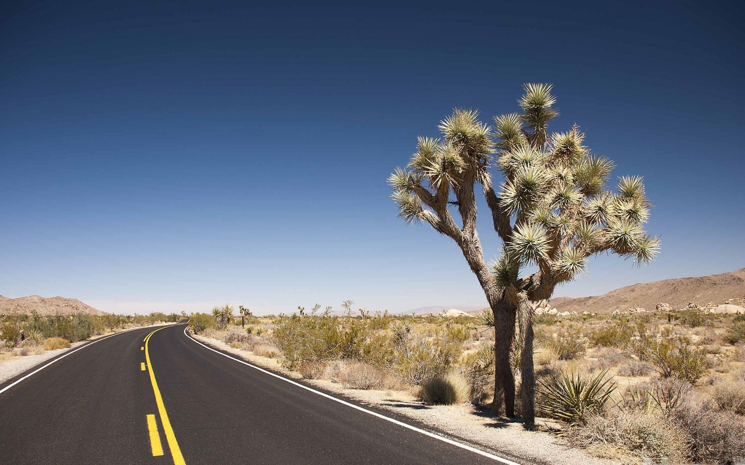 Wüstenstraße, Joshua Tree, Mac Bild, 2560x1600 HD Desktop