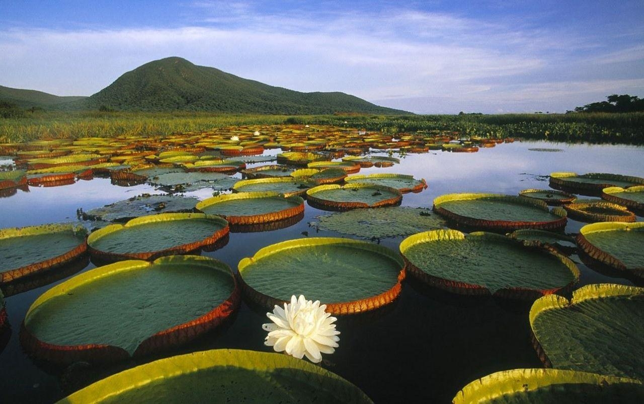 Seerosen, Landschaft, Malerisch, See, Schönheit, 1280x810 HD Desktop