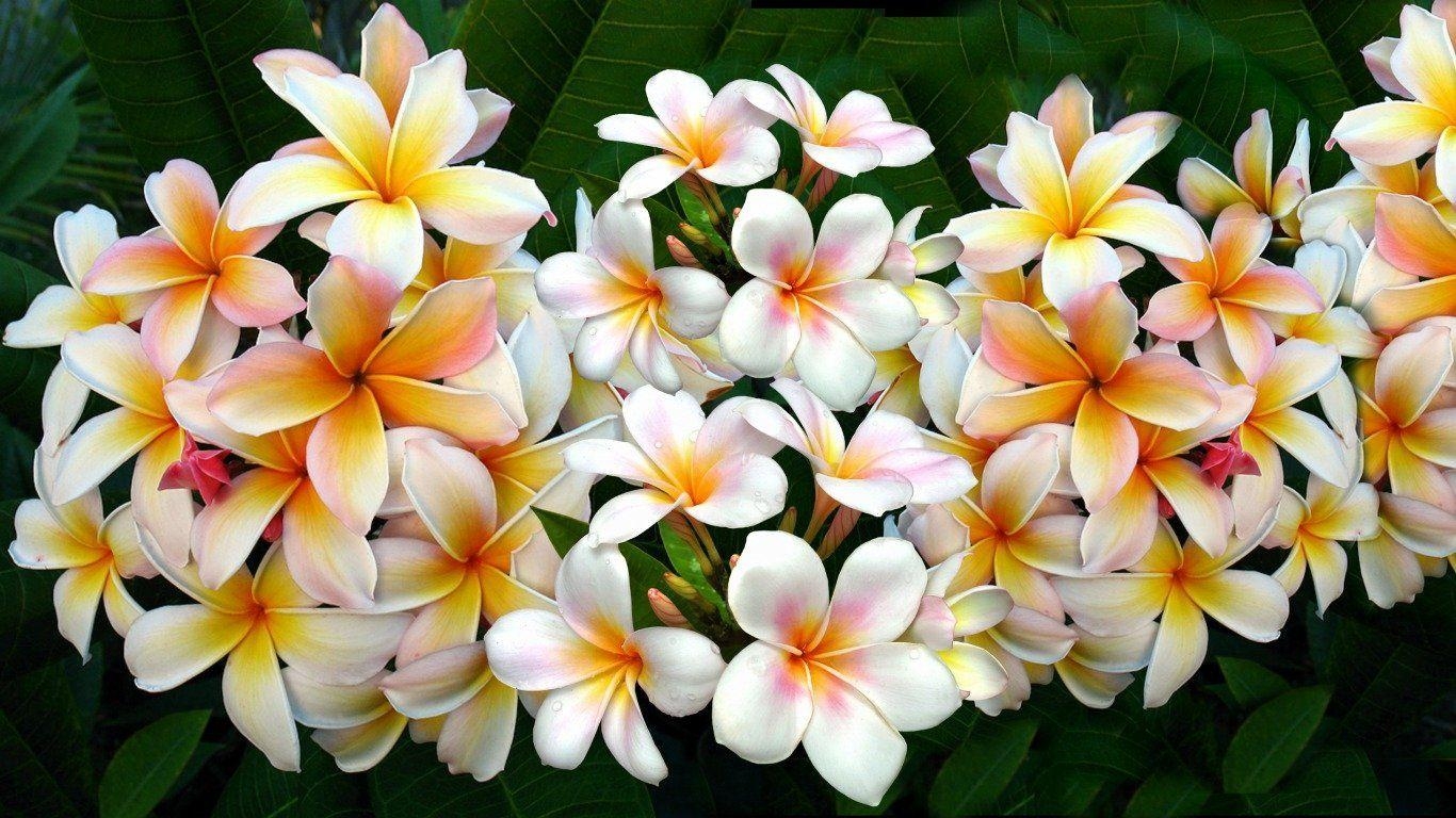 Plumeria, Frangipani, Natur, HD Bild, Blüten, 1370x770 HD Desktop