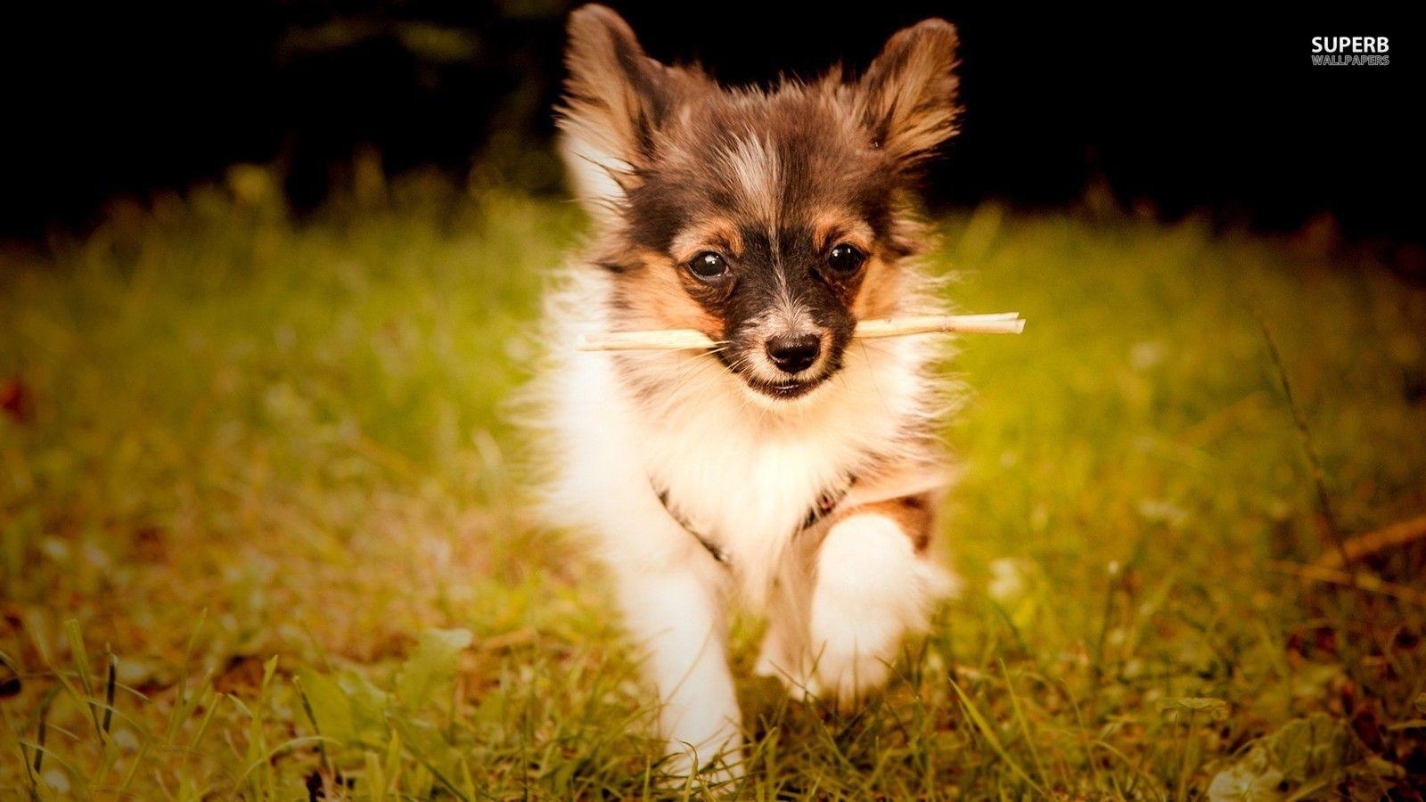 Papillon Hunde, kostenloser Download, Bild, Tier, Wallpaper, 1600x900 HD Desktop