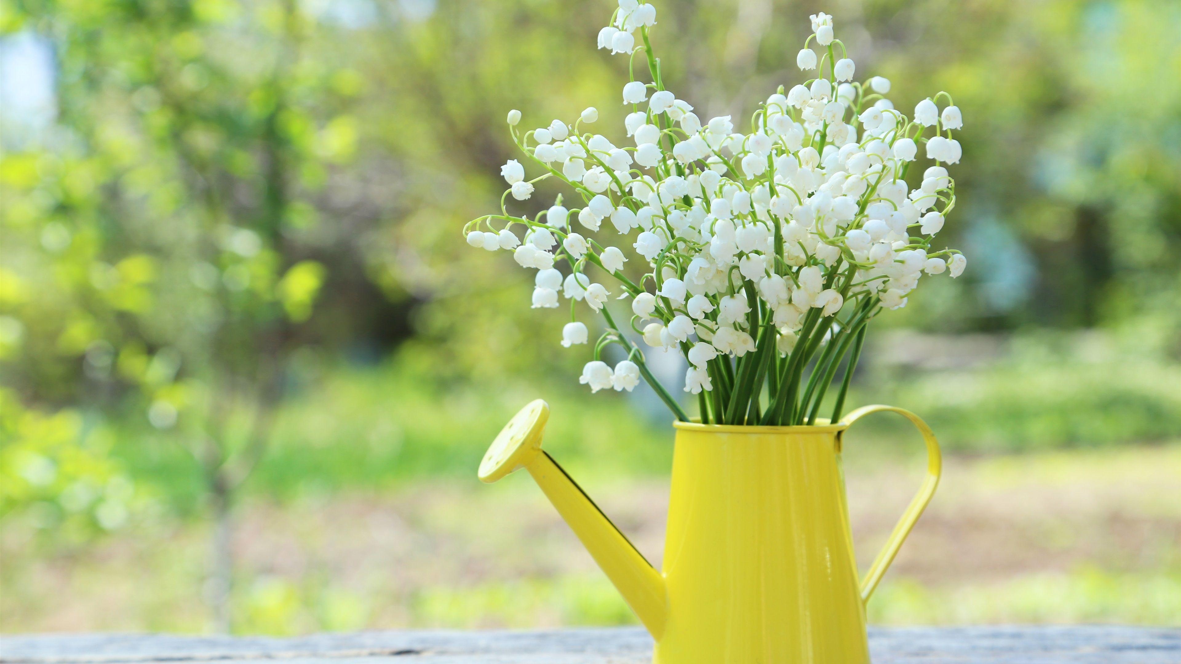 Maiglöckchen, Natur, Frühling, Blumen, Kessel, 3840x2160 4K Desktop