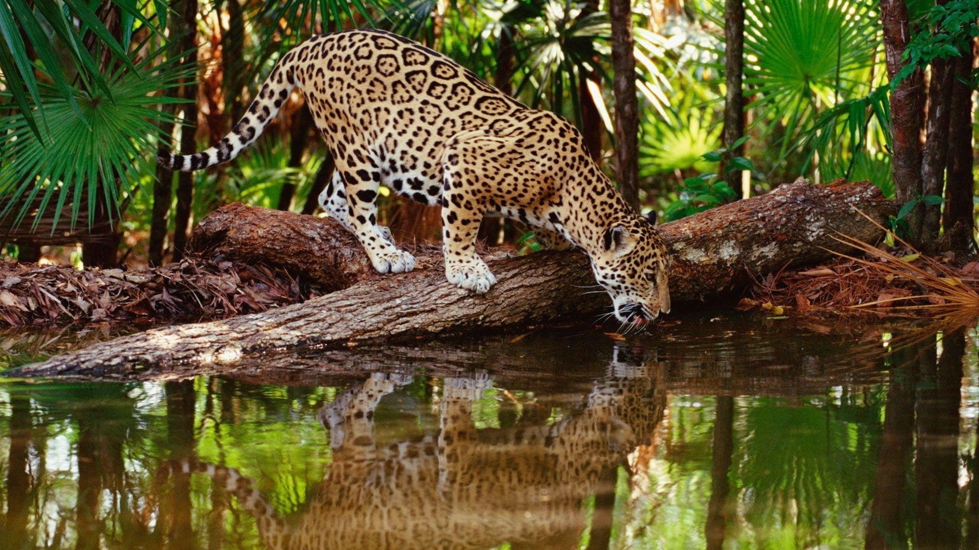 Leopard, HD Bild, Natur, Tierisches, 1920x1080 Full HD Desktop