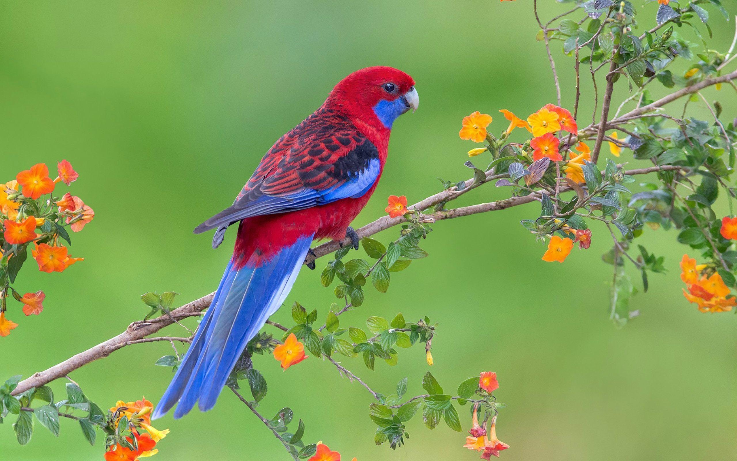 Verliebte Papageien, Blütenbaum, Exotisch, Farbenfroh, Natur, 2560x1600 HD Desktop