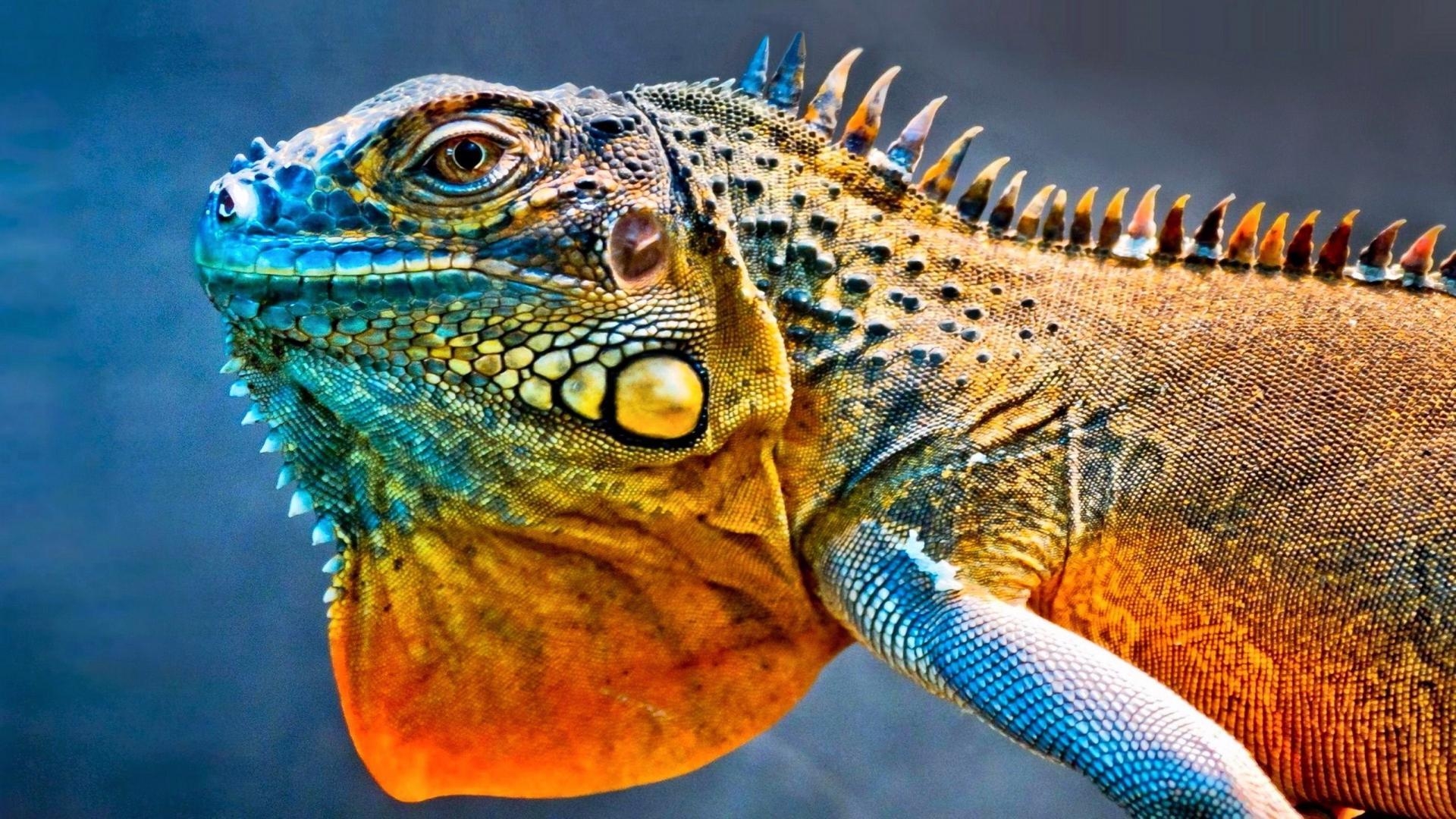 Iguana, 1080p, Echse, Tiere, Reptilien, 1920x1080 Full HD Desktop