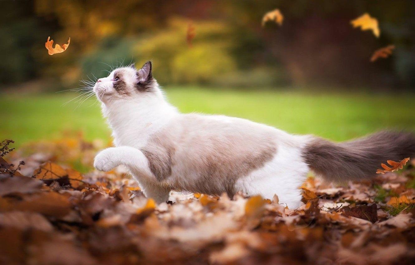 Ragdoll, Herbstlaub, Katze, Bild, Desktop, 1340x850 HD Desktop