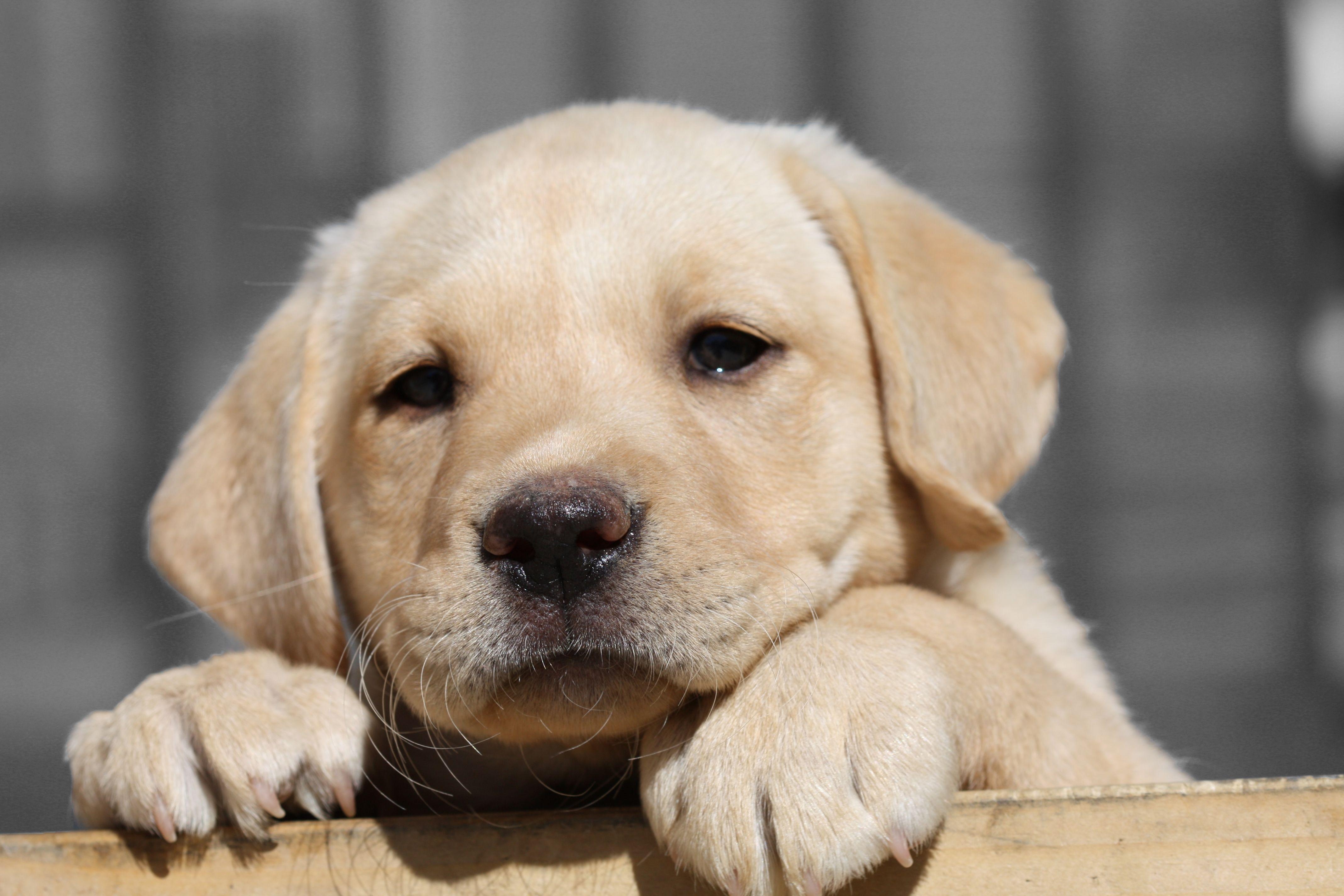 Labrador Retriever, Welpe, 4K, Ultra-HD, Hintergrund, 4280x2850 4K Desktop