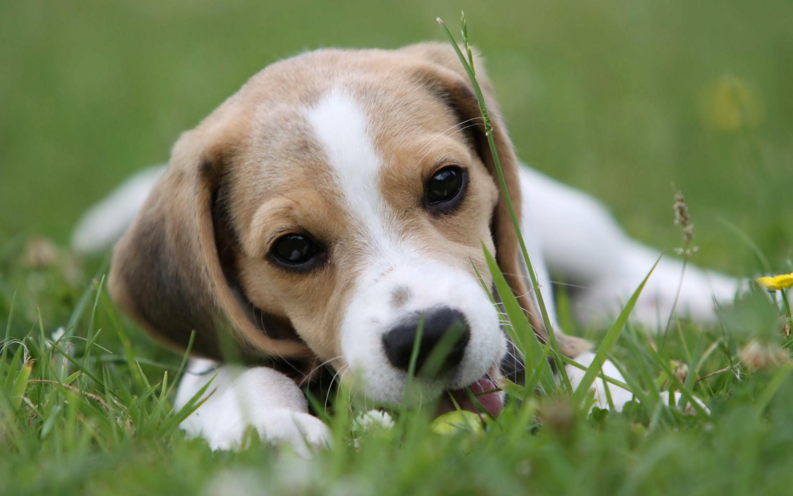 Schöne Tiere, Beagle Foto, Bild HD, Hunde, Beagle, 2560x1600 HD Desktop