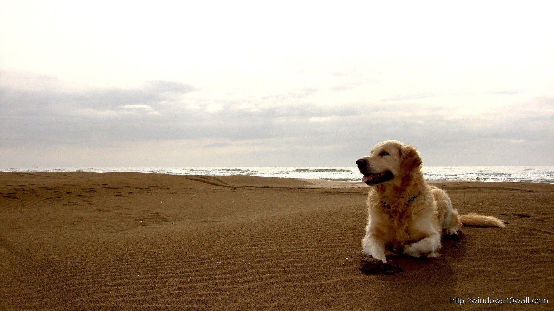 Golden Retriever, Hund, Bild, Hintergrund, HD, 1920x1080 Full HD Desktop