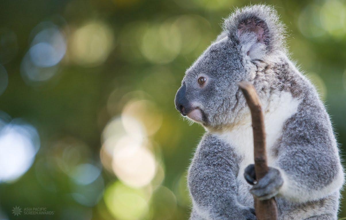 Koala, Niedlich, Sanft, Tiere, Australisch, 1210x770 HD Desktop