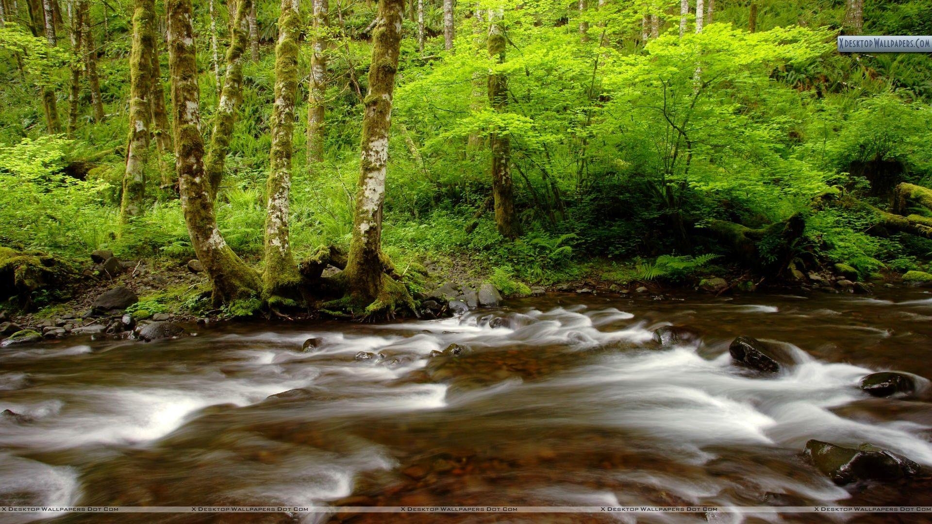 Gales Creek, Tillamook, Oregon, Wald, Hintergrund, 1920x1080 Full HD Desktop