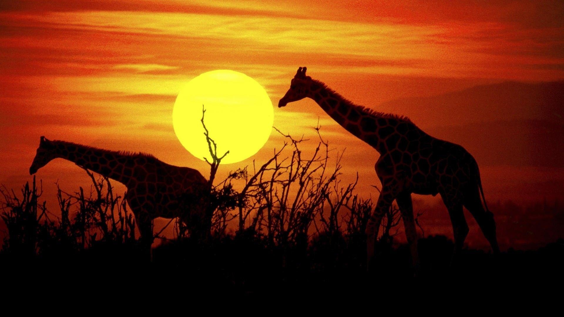 Afrika, Kenia, Giraffen, Hochwertige Bilder, 1920x1080 Full HD Desktop