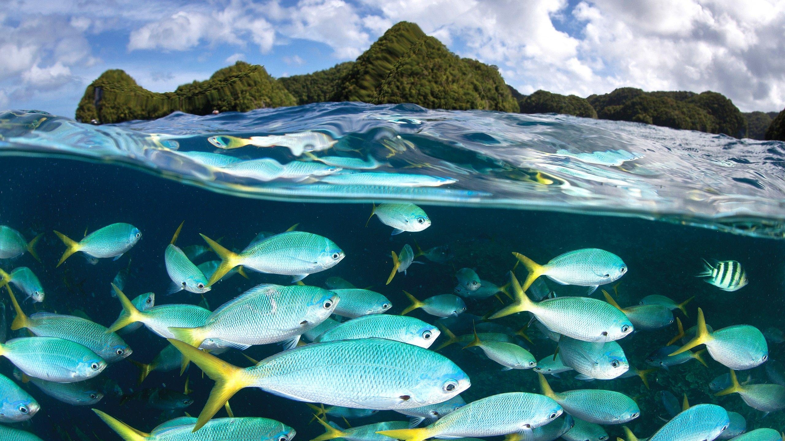 Palau, Malakal Island, Tauchen, Reisen, Südsee, 2560x1440 HD Desktop