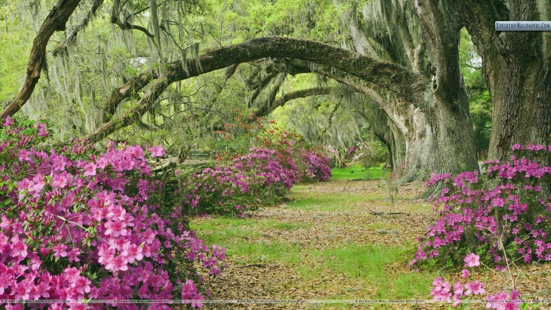 Azaleen, Live Oak, Magnolia Plantage, Charleston, 1920x1080 Full HD Desktop