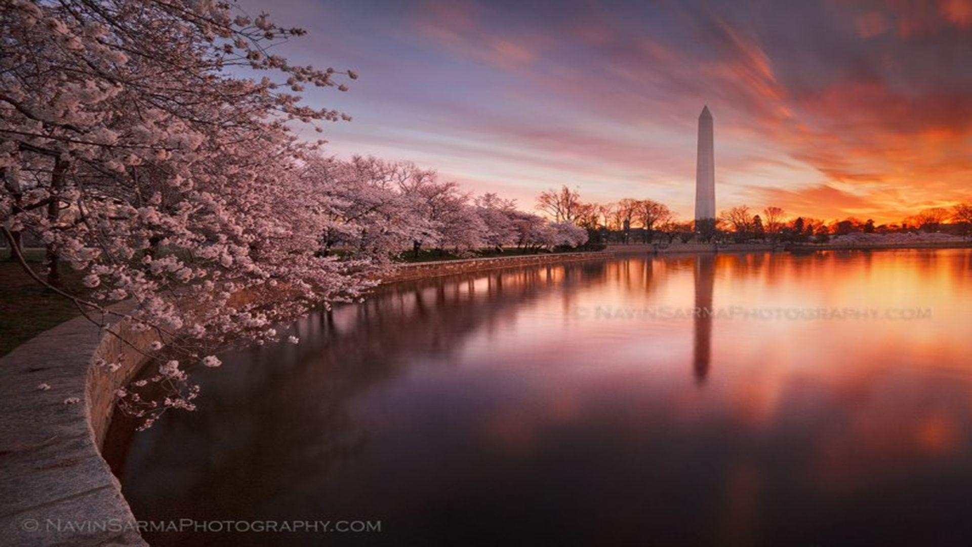 Washington Monument, Kirschblüten, Sonnenaufgang, Erwachen, DC, 1920x1080 Full HD Desktop