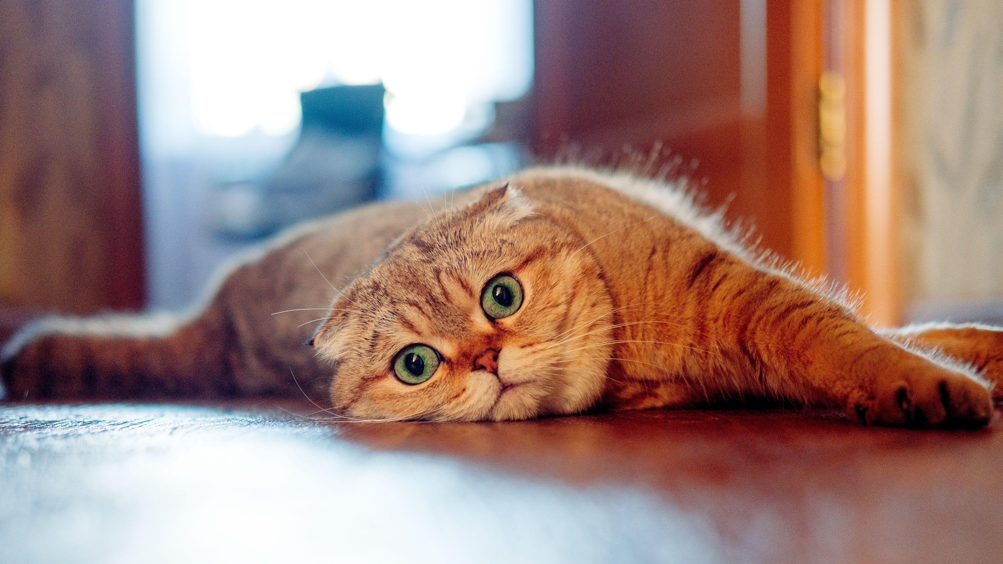 Scottish Fold Katze, Tierblick, schottisch, Katzenblick, Fotografie, 3840x2160 4K Desktop