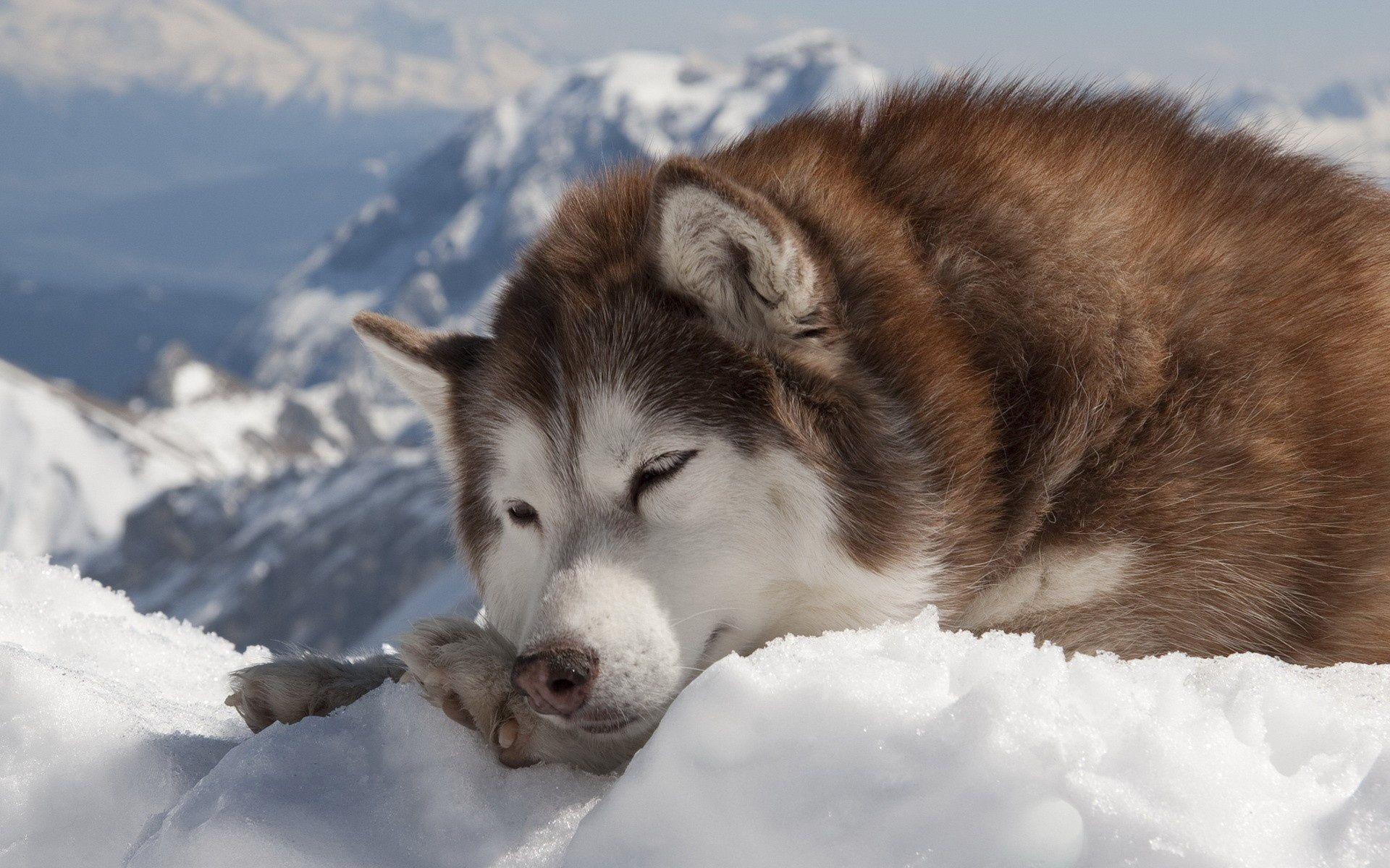 Sibirischer Husky, Canidae, Tier, HD Hintergrund, Haustier, 1920x1200 HD Desktop