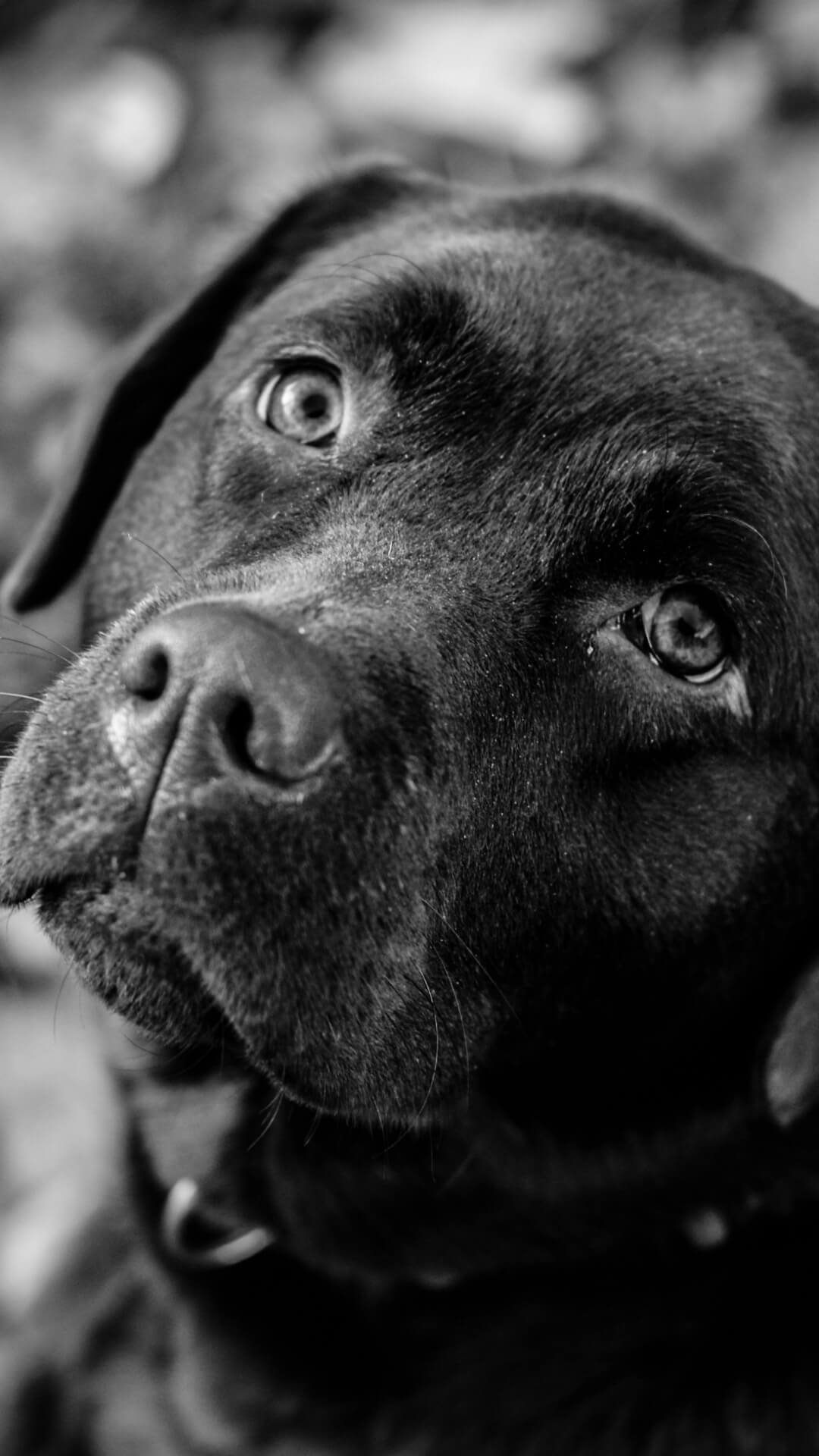 Niedlicher Labrador, Hund, süß, Treffer, Tier, 1080x1920 Full HD Handy