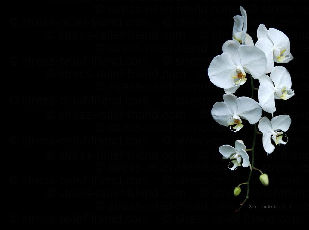 Orchidee, HD, Tayna, Portales, Mobil, 1030x770 HD Desktop