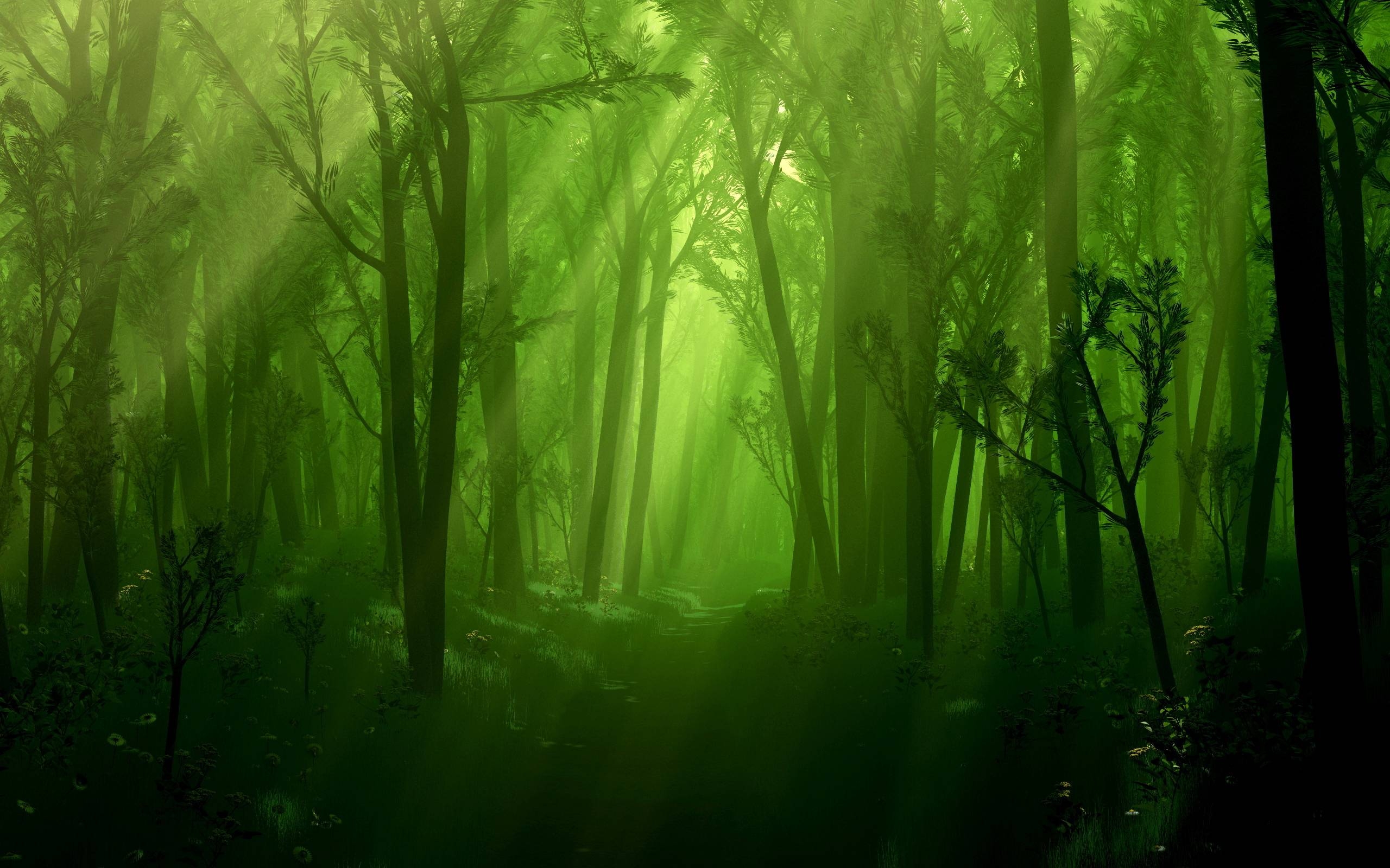 Zauberwald, Märchen, Wald, Magie, Natur, 2560x1600 HD Desktop