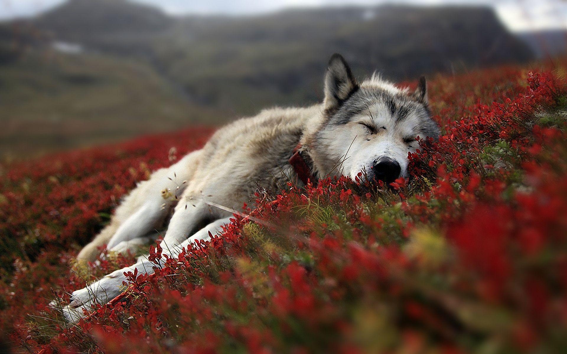 Kostenloser Wolf, Hintergrund, Desktop, Bild, Landschaft, 1920x1200 HD Desktop