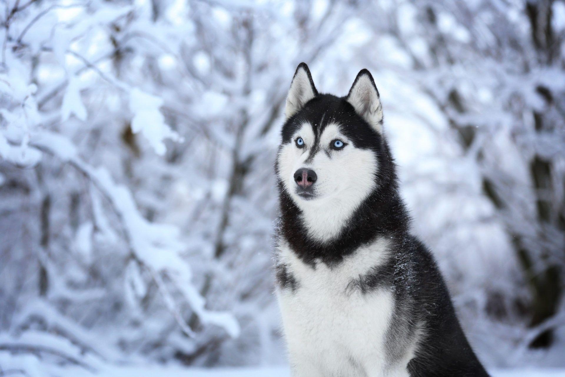 Mein Husky-Hund, HD, Wallpaper, Tier, Neu, 1920x1280 HD Desktop