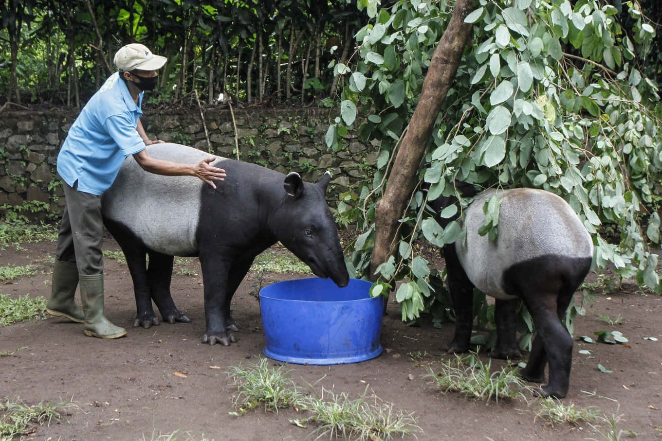 Malaiischer Tapir, Zoo, Tiere, Natur, Bild, 1360x910 HD Desktop