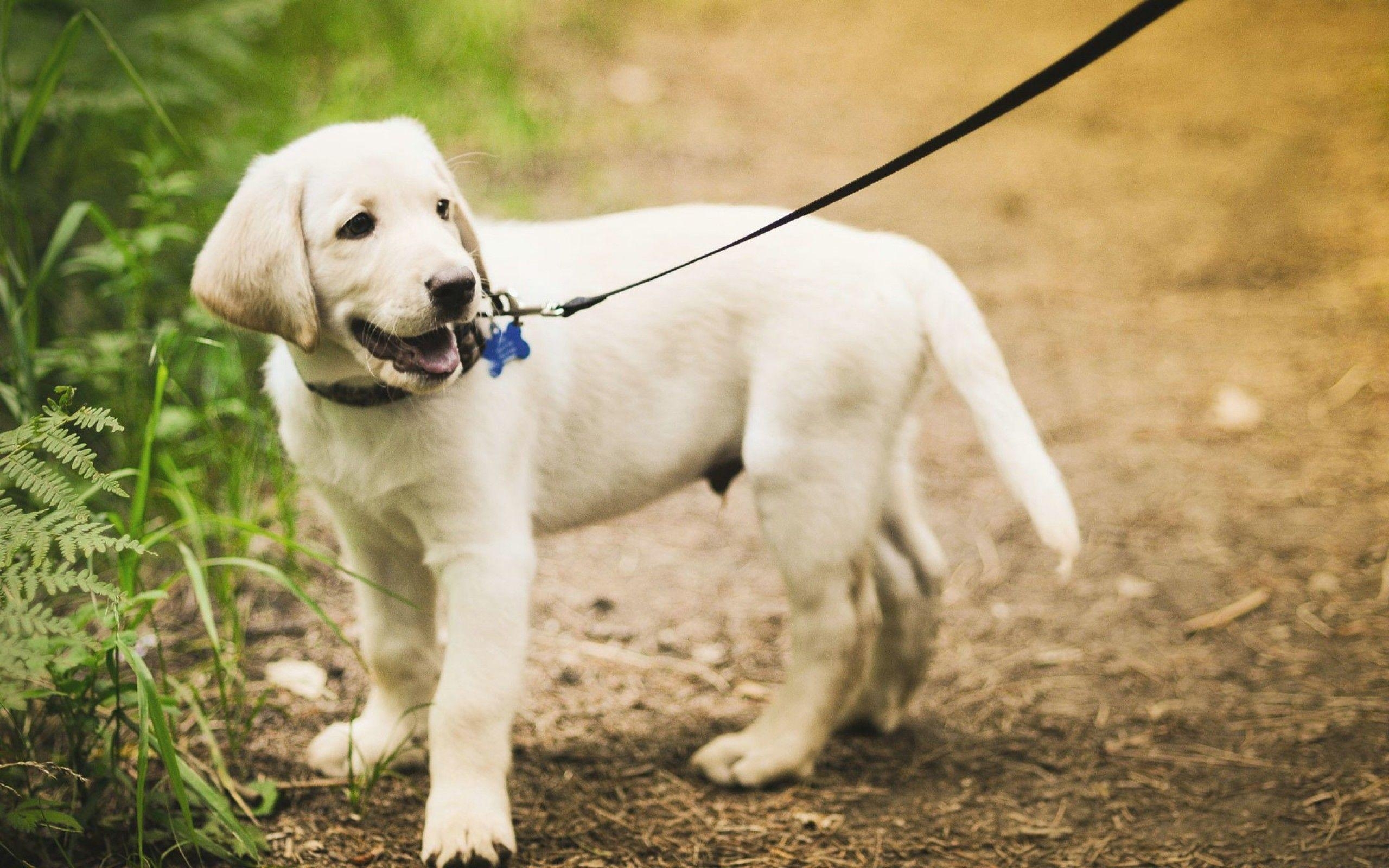 Ultra HD, Labrador Retriever, Hintergrund, Hund, Tier, 2560x1600 HD Desktop