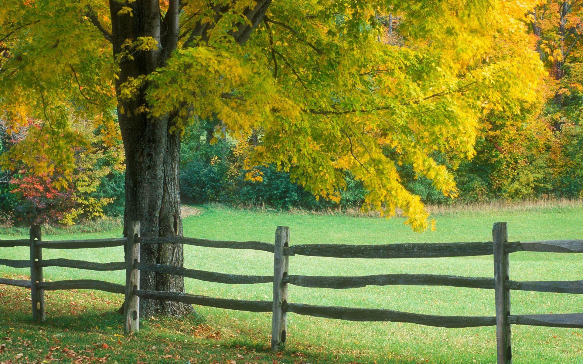 Baum, HD, Natur, Park, Landschaft, 1920x1200 HD Desktop